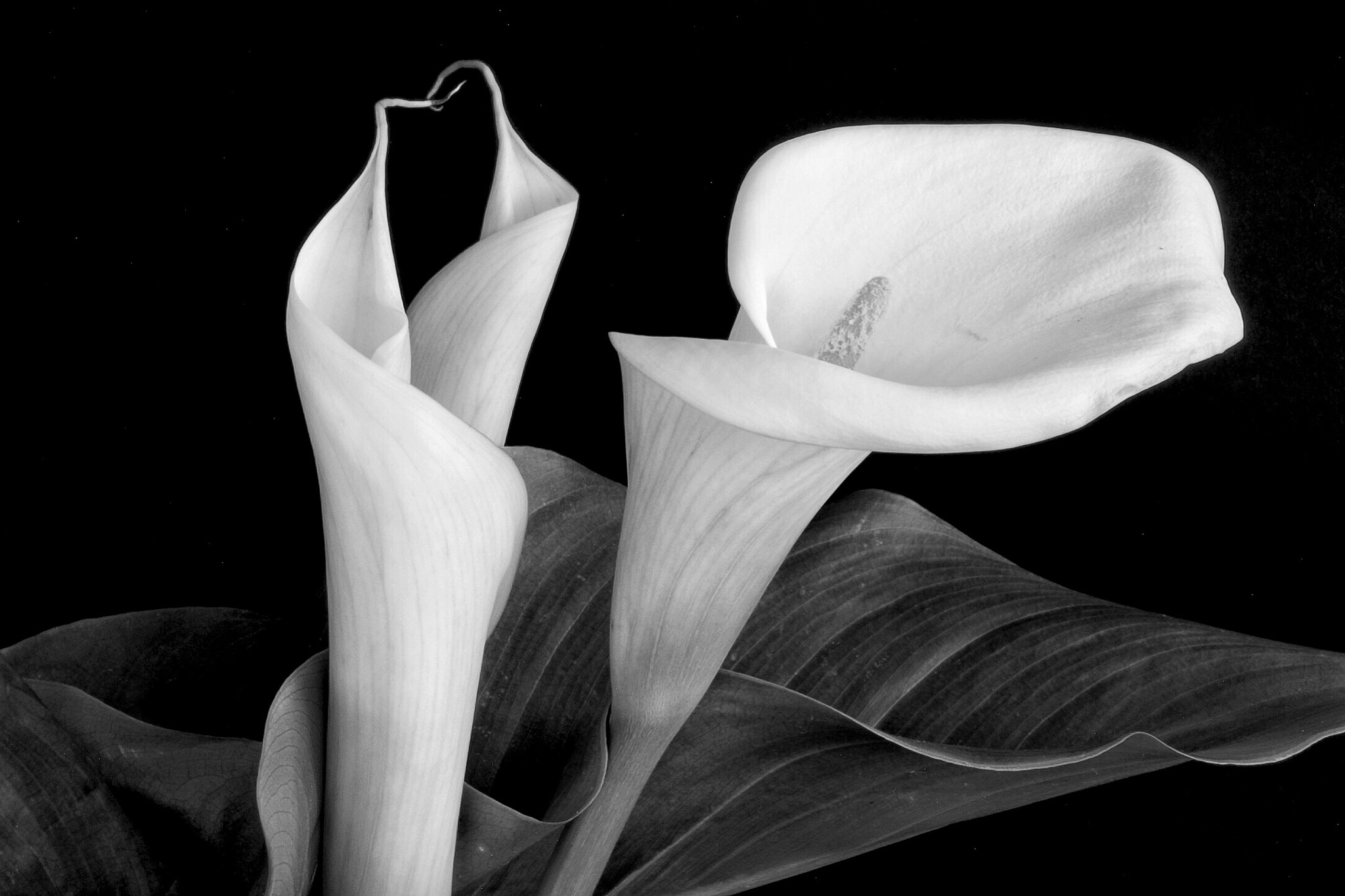 Canon EOS 60D sample photo. Calla lilies closeup bnw photography