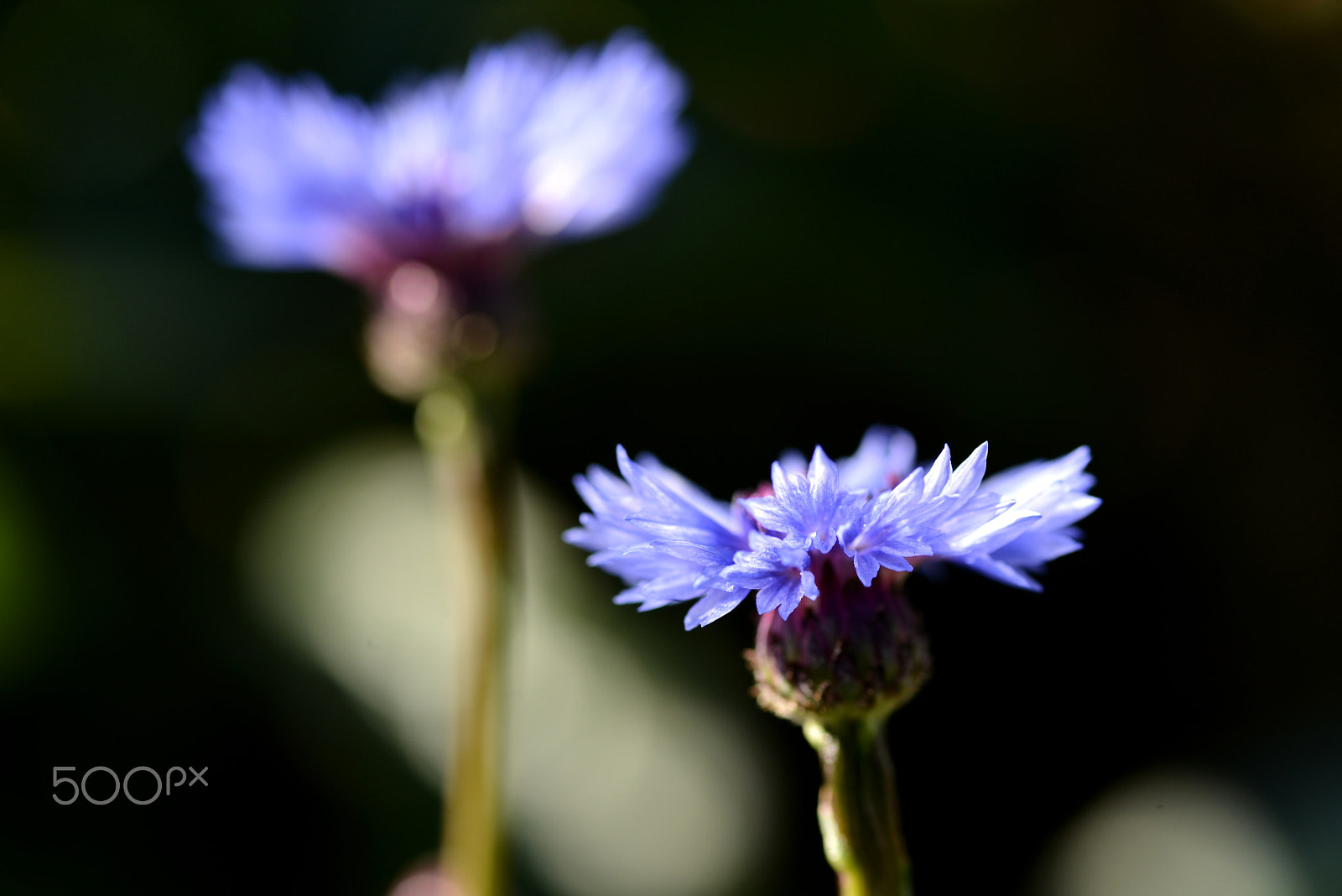 Nikon D600 sample photo. Twin cornflower photography