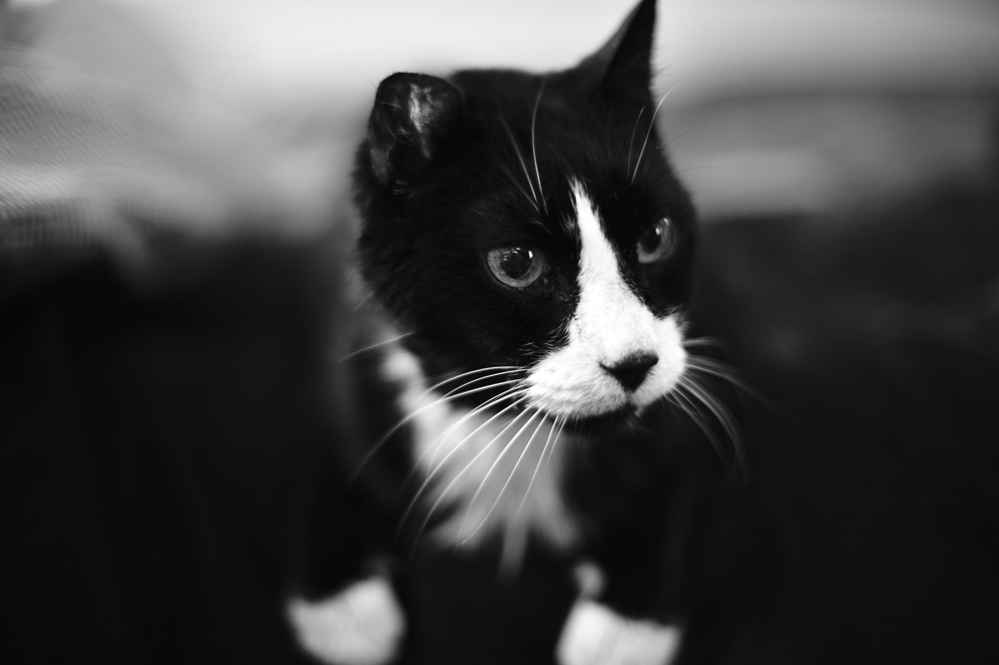 Nikon Df + Manual Lens No CPU sample photo. Rescue cat billie enjoying his new home! photography