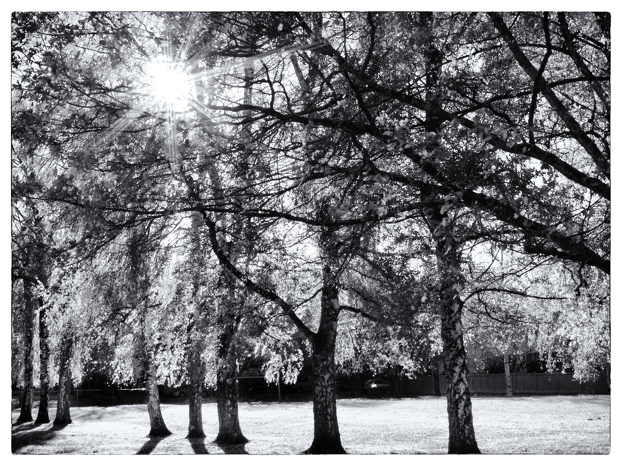 Olympus OM-D E-M5 + Olympus M.Zuiko Digital 25mm F1.8 sample photo. Just trees... photography
