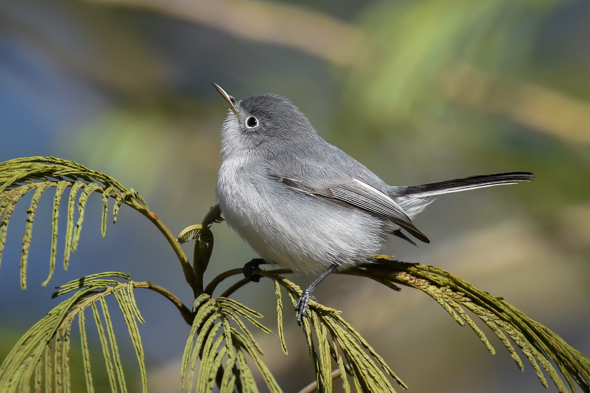 Nikon AF-S Nikkor 300mm F2.8G ED-IF VR sample photo. Blue-gray gnatcatcher photography