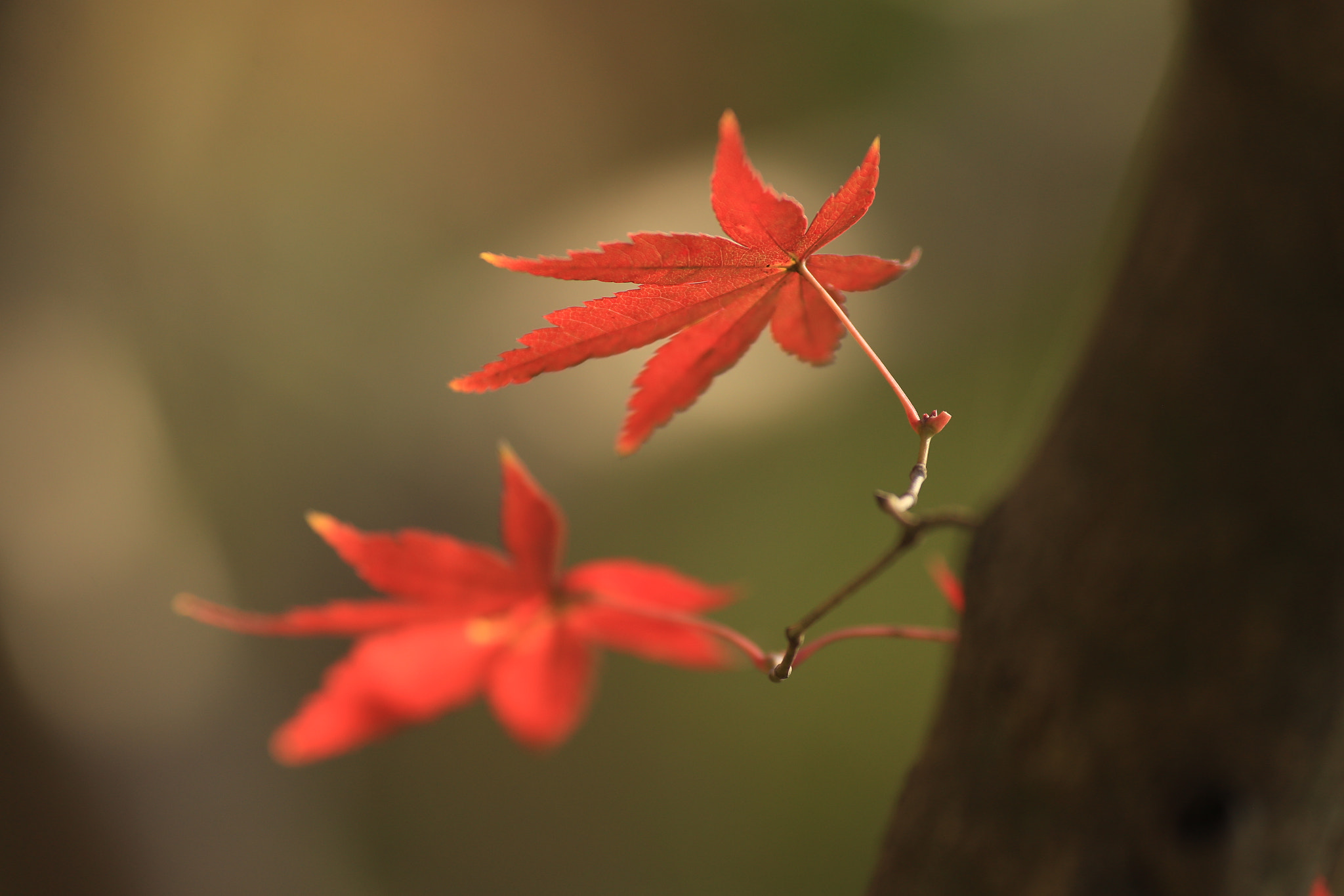 Canon EF 135mm F2L USM sample photo