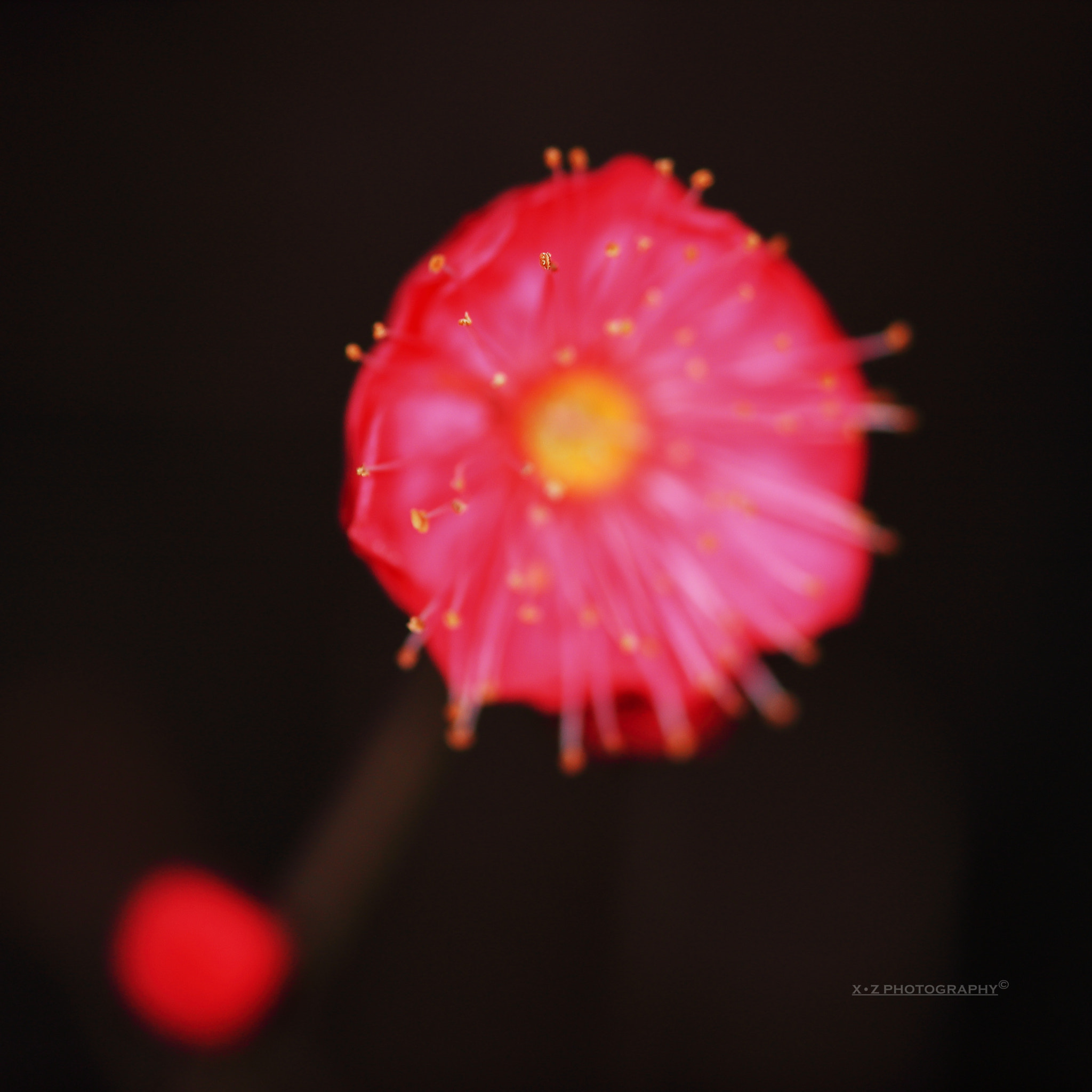 Canon EF 180mm F3.5L Macro USM sample photo. Wintersweet photography