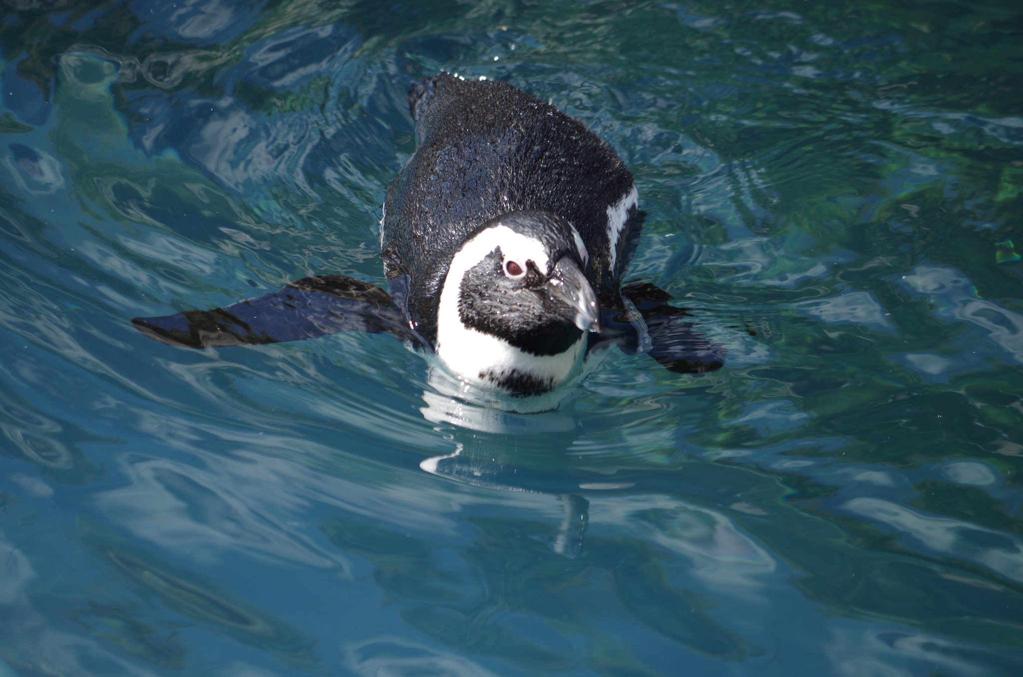 Pentax K-50 + smc Pentax-DA L 50-200mm F4-5.6 ED WR sample photo. Penguin dip photography