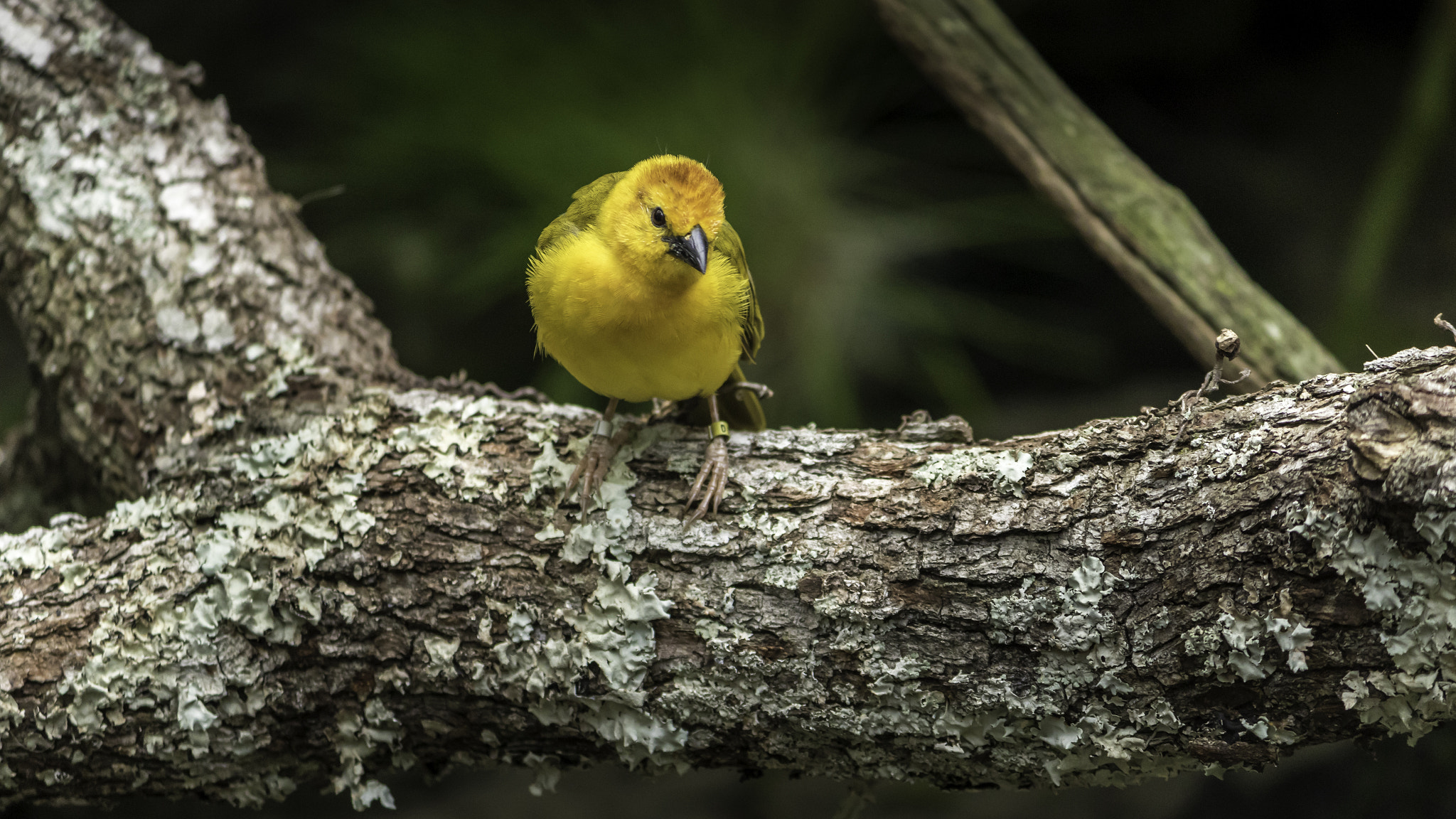 Canon EF-S 55-250mm F4-5.6 IS II sample photo. Taveta golden weaver photography