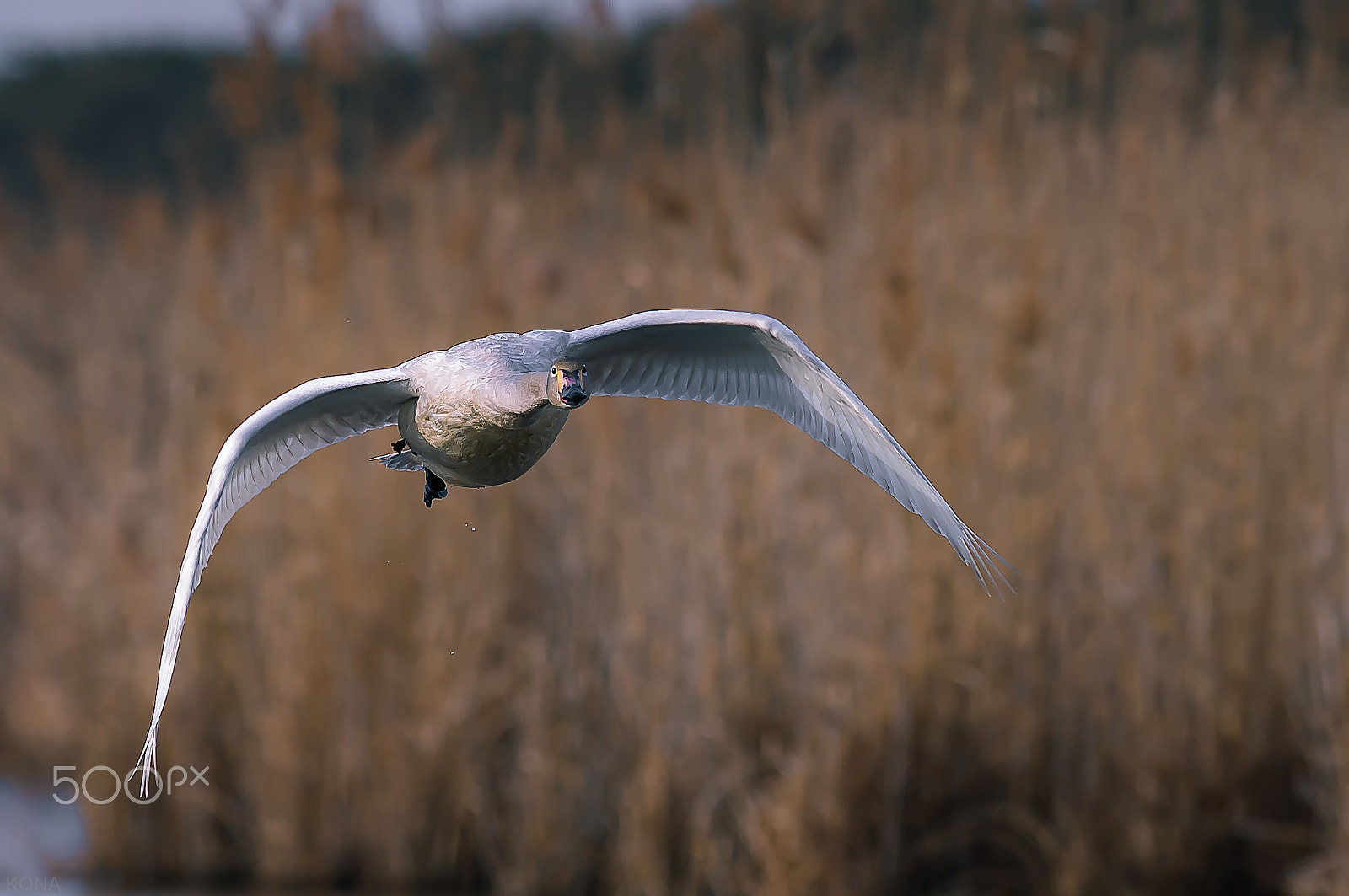 Nikon D3 + Nikon AF-S Nikkor 400mm F2.8G ED VR II sample photo. Swan photography