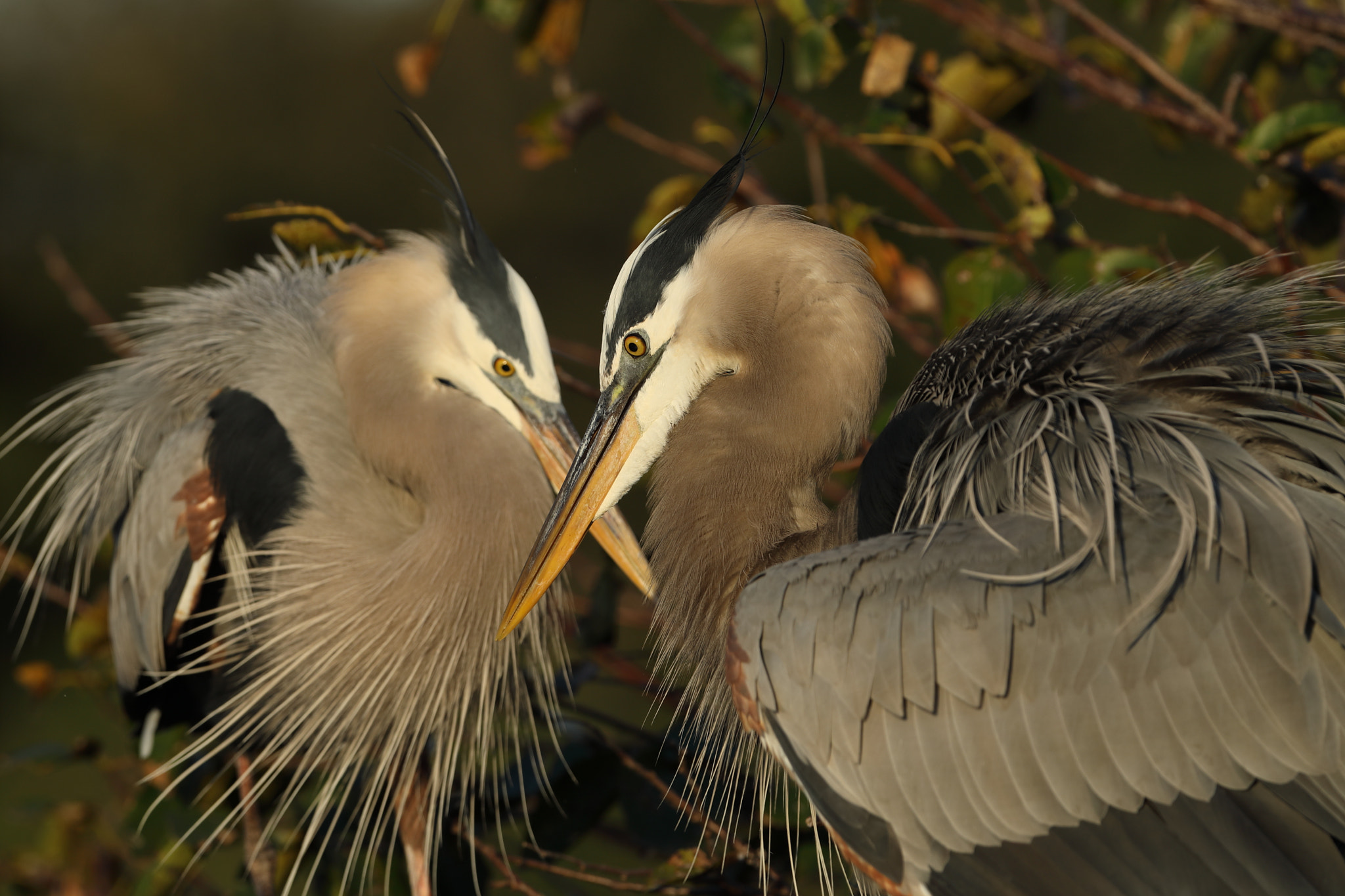 Canon EF 300mm F2.8L IS USM sample photo. Great blue heron - ardea herodias photography