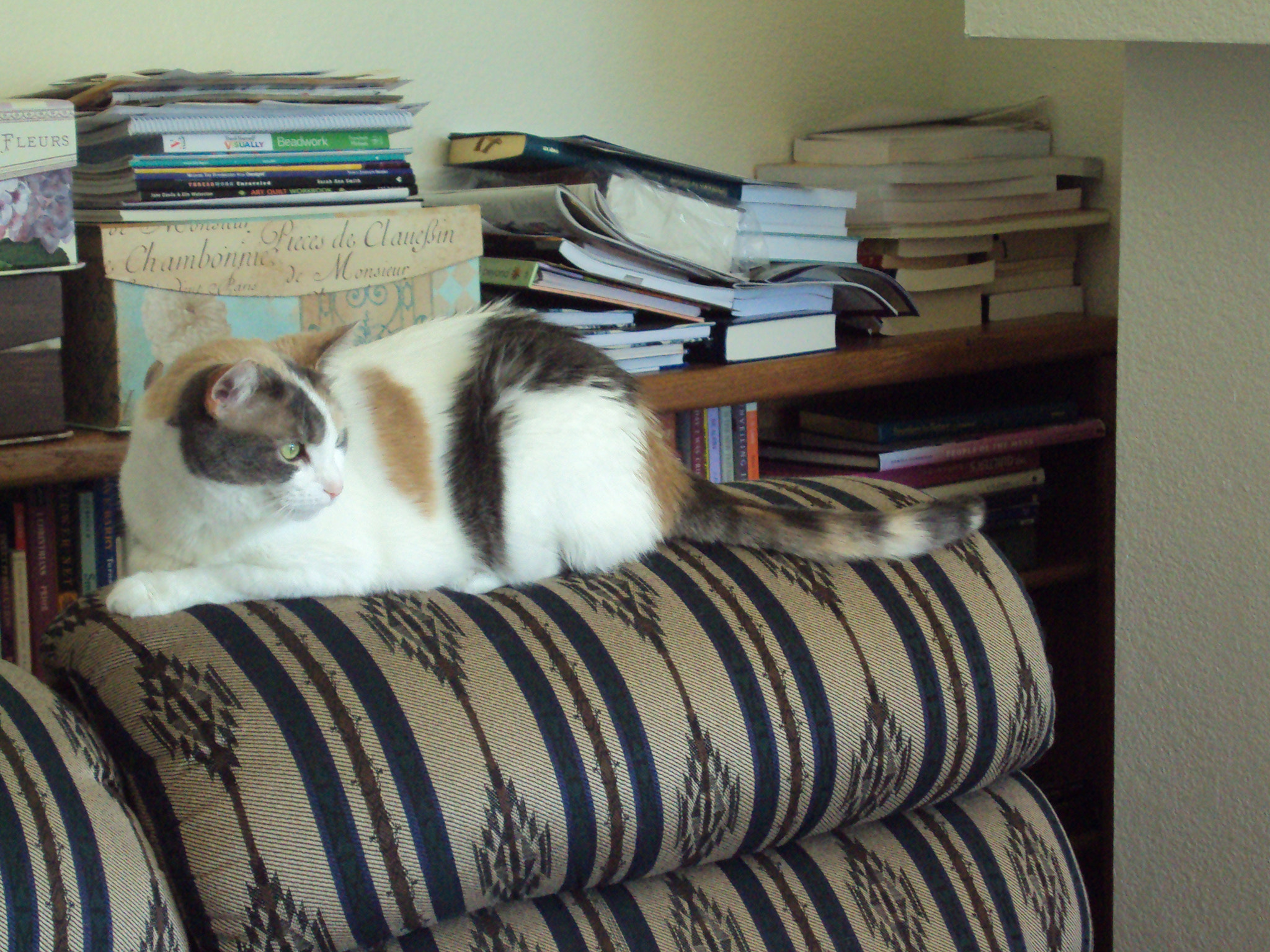 Sony DSC-S950 sample photo. Munchkin on alert photography
