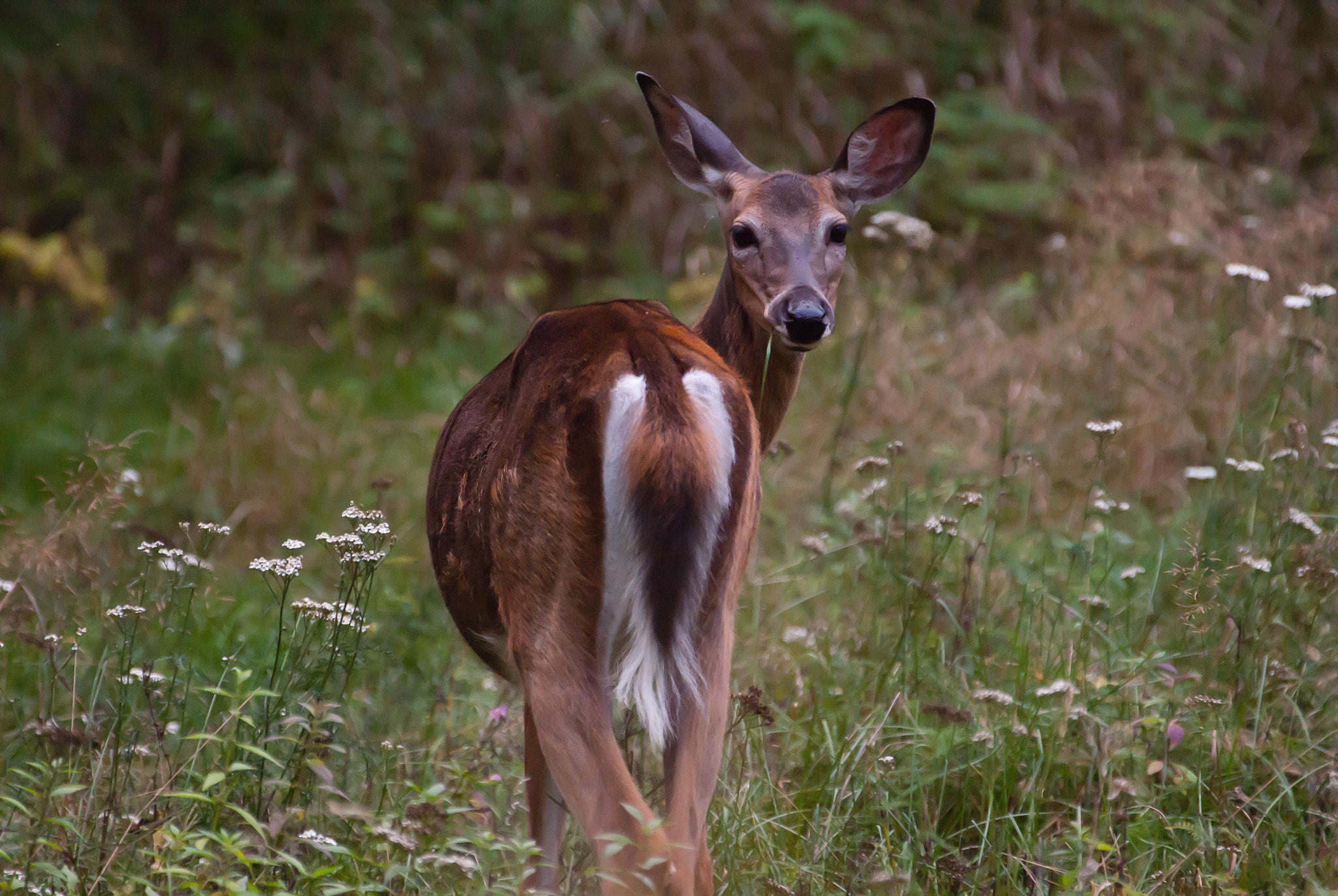 Sony Alpha DSLR-A300 + Sony 70-300mm F4.5-5.6 G SSM sample photo. Young deer photography