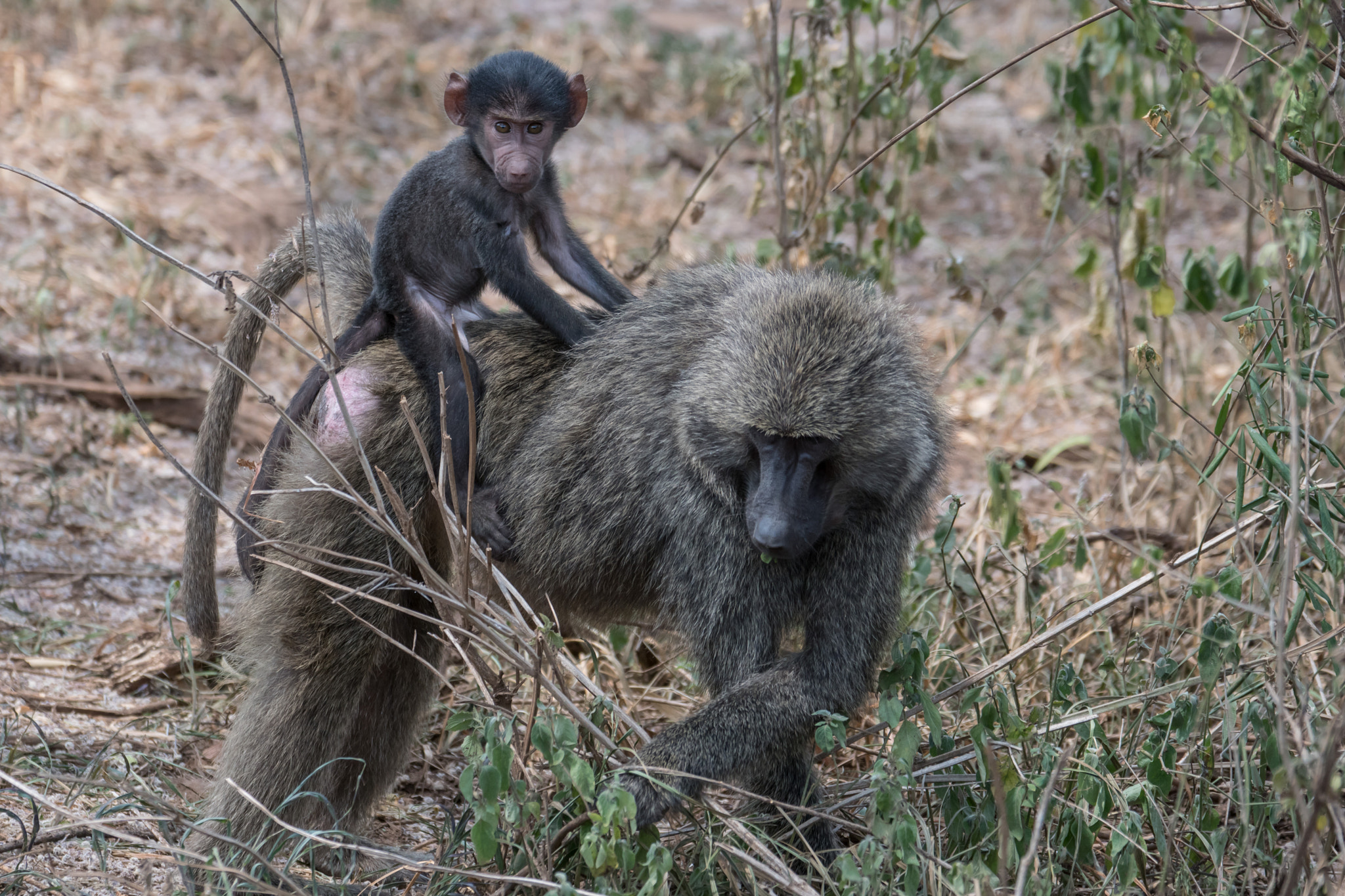 Sony 70-300mm F4.5-5.6 G SSM sample photo. Early learning photography