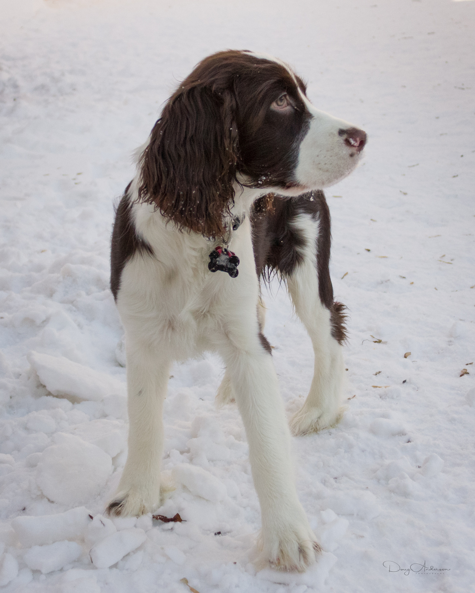Canon EOS 550D (EOS Rebel T2i / EOS Kiss X4) sample photo. Springer snow photography