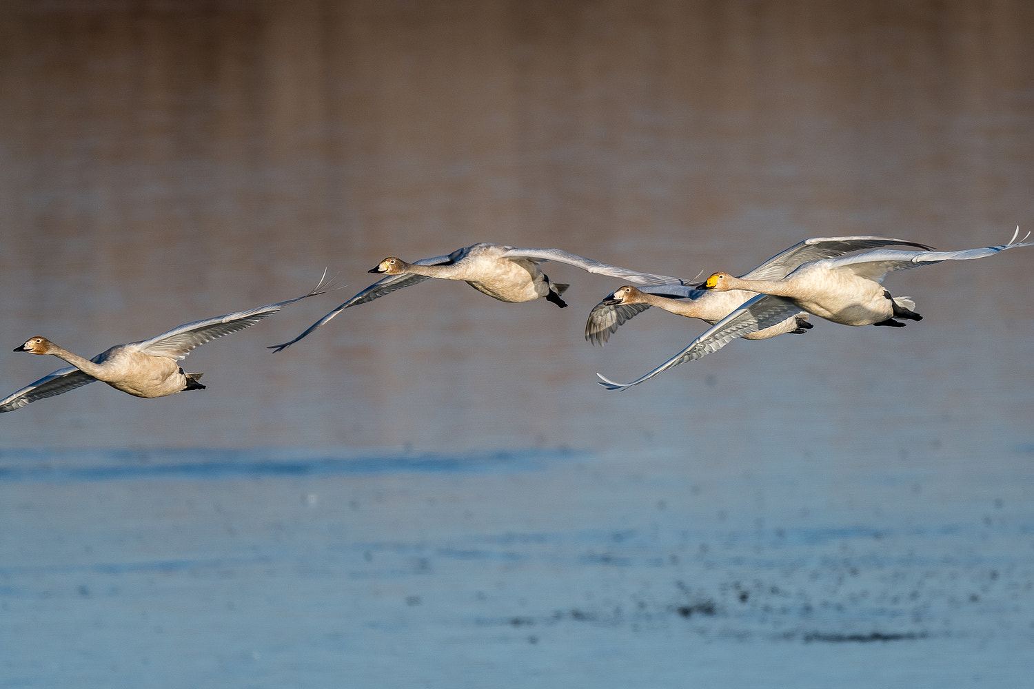 Nikon AF-S Nikkor 600mm F4E FL ED VR sample photo. Swans flying over photography