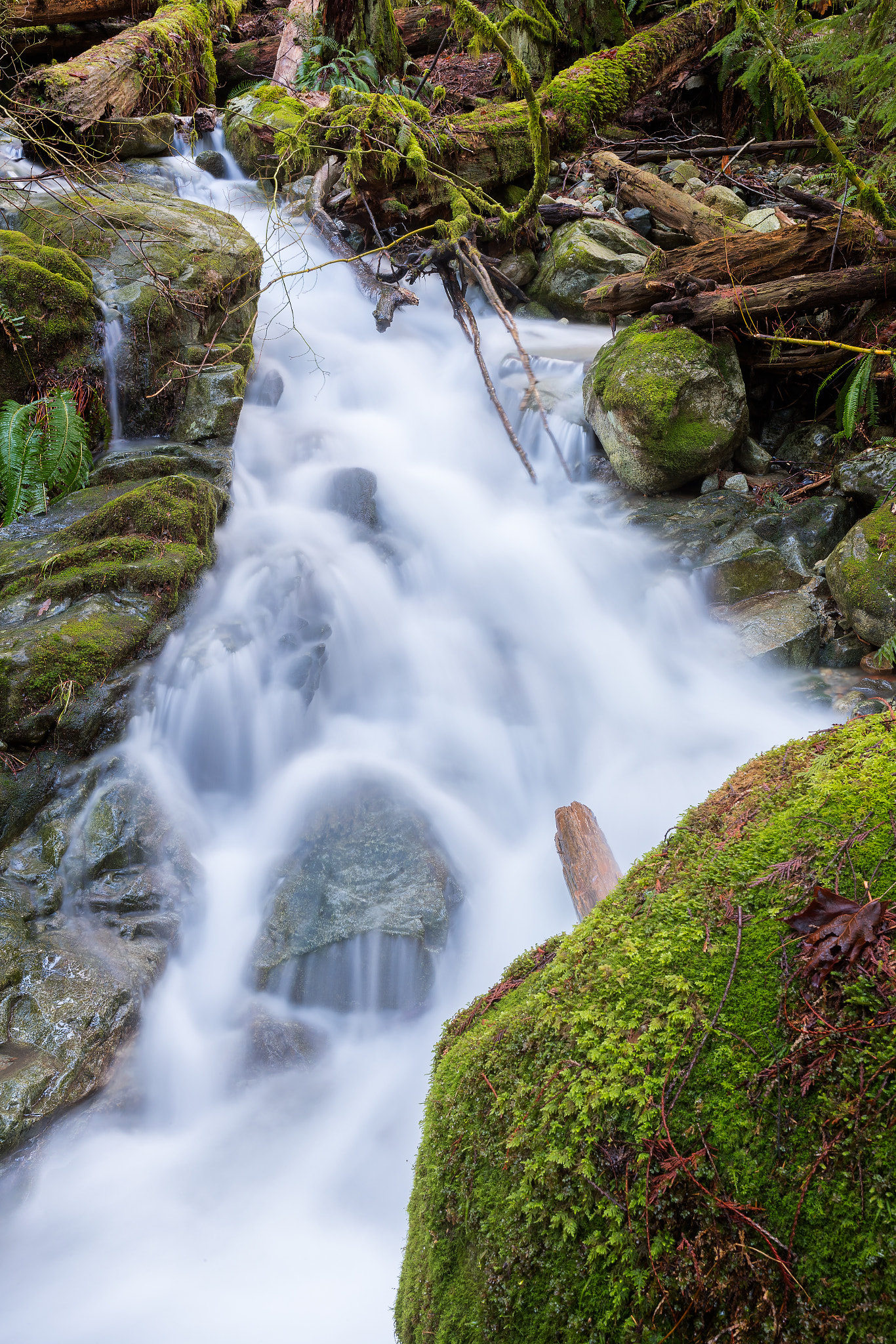 Canon EOS-1D X Mark II + Canon EF 35mm F1.4L II USM sample photo. Forest cascade photography
