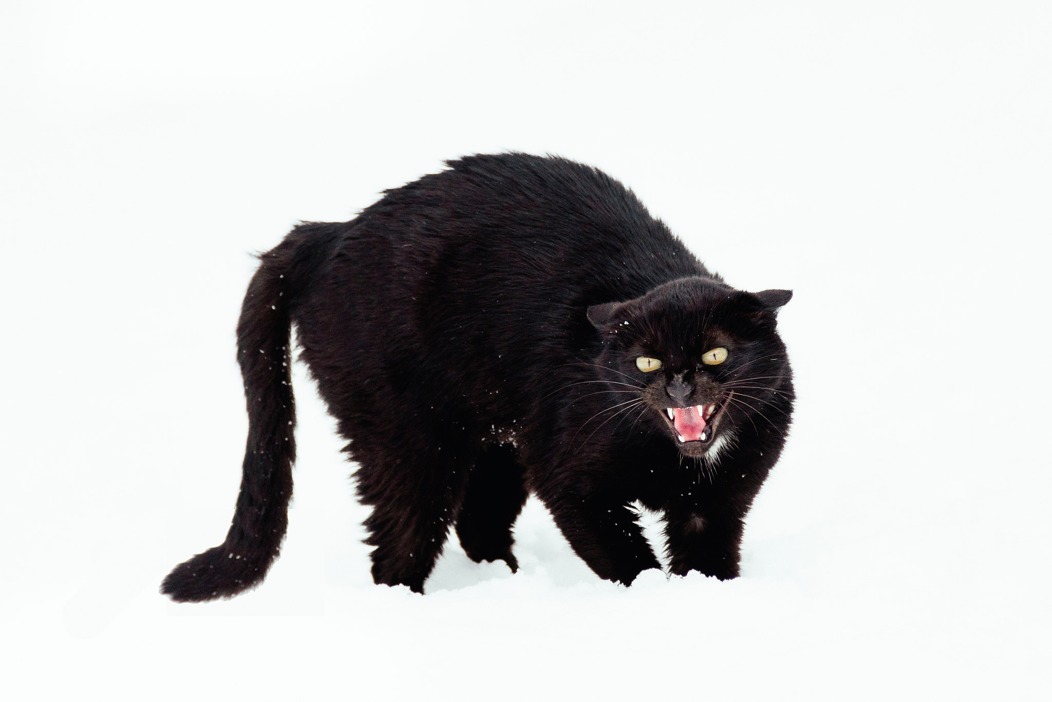 Nikon D500 sample photo. Angry black cat on white background photography