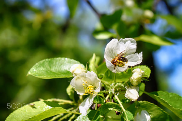 Bee in an apple blossom by Nick Patrin on 500px.com