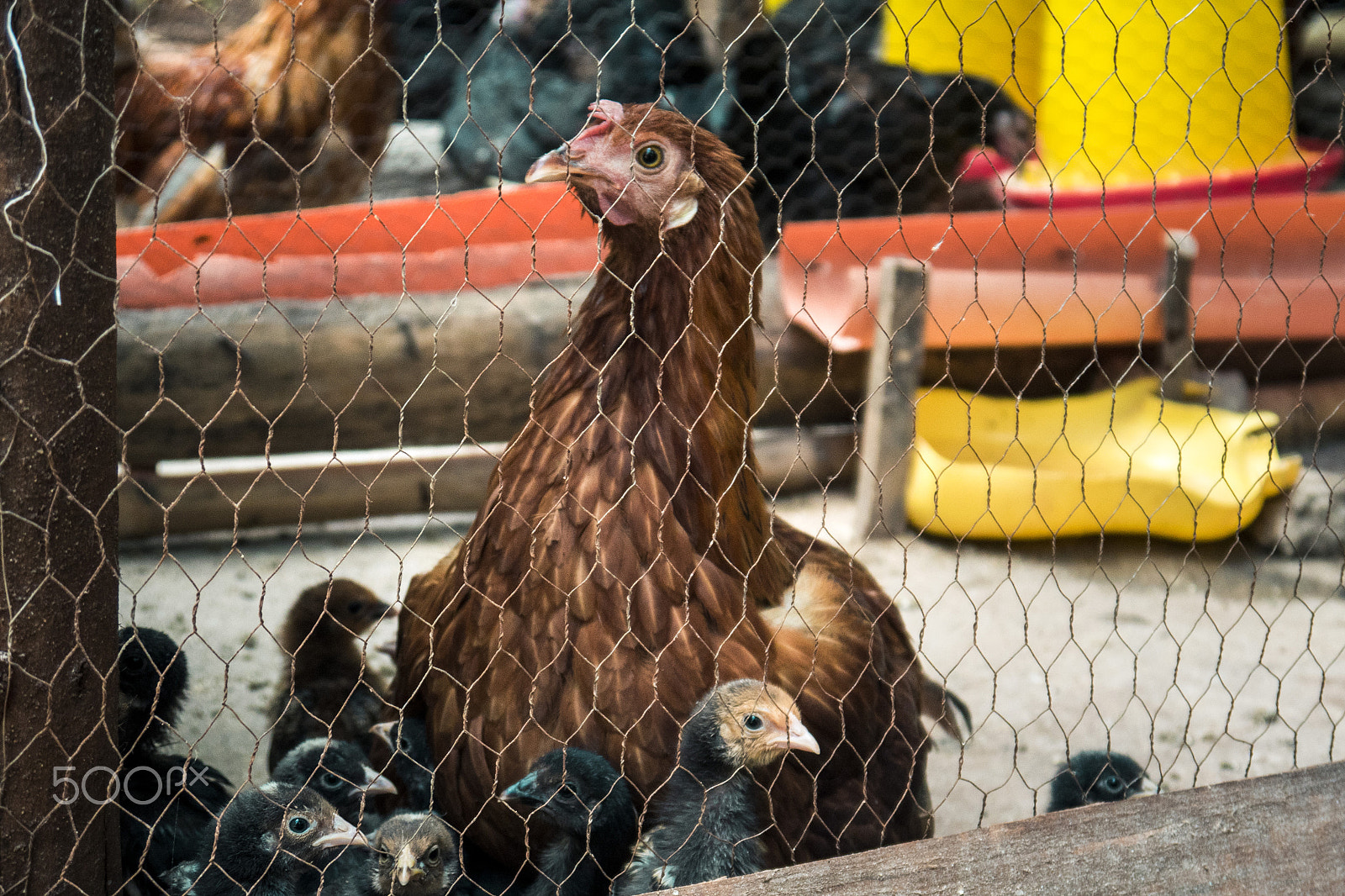 Panasonic Lumix DMC-GH4 sample photo. Hen and chicks photography