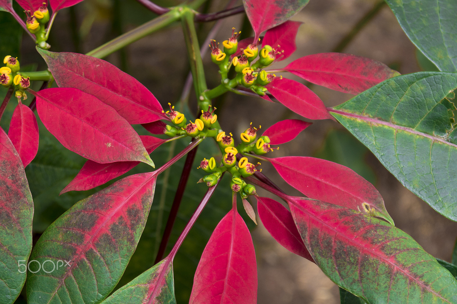 Panasonic Lumix DMC-GH4 sample photo. Flowers photography