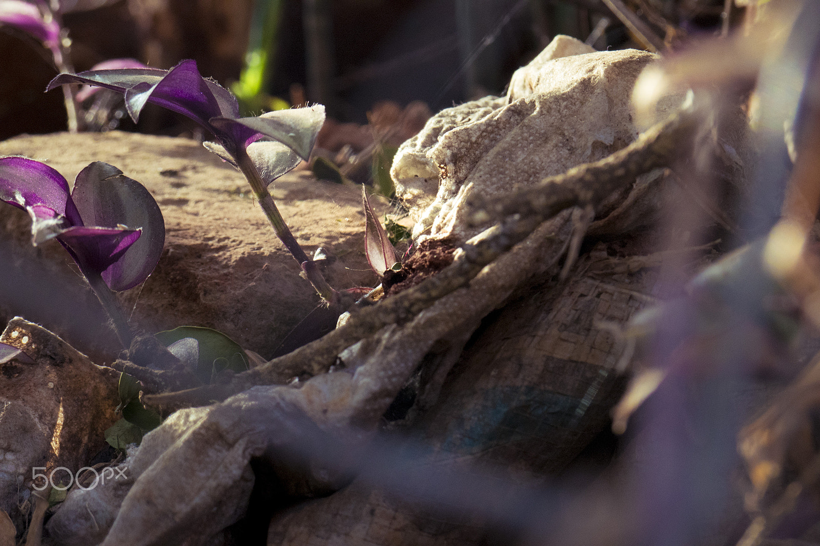 Panasonic Lumix DMC-GH4 sample photo. Plants on a rock photography