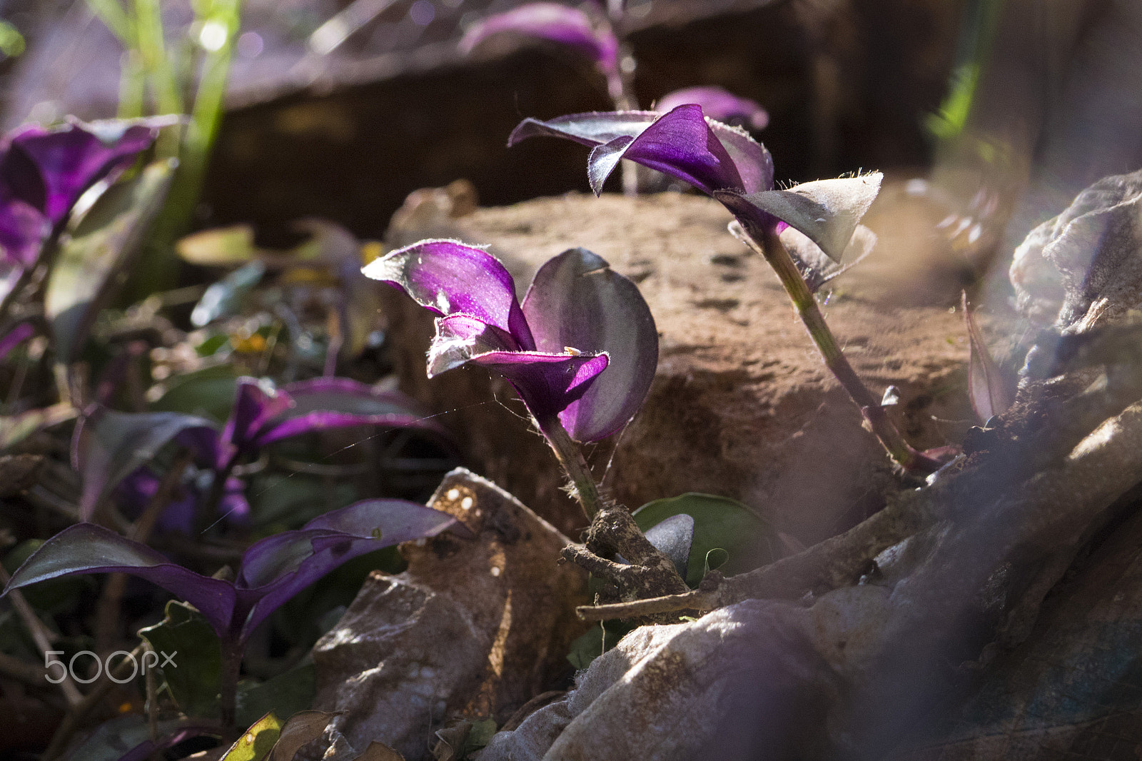 Panasonic Lumix DMC-GH4 sample photo. Plants in the hedge photography