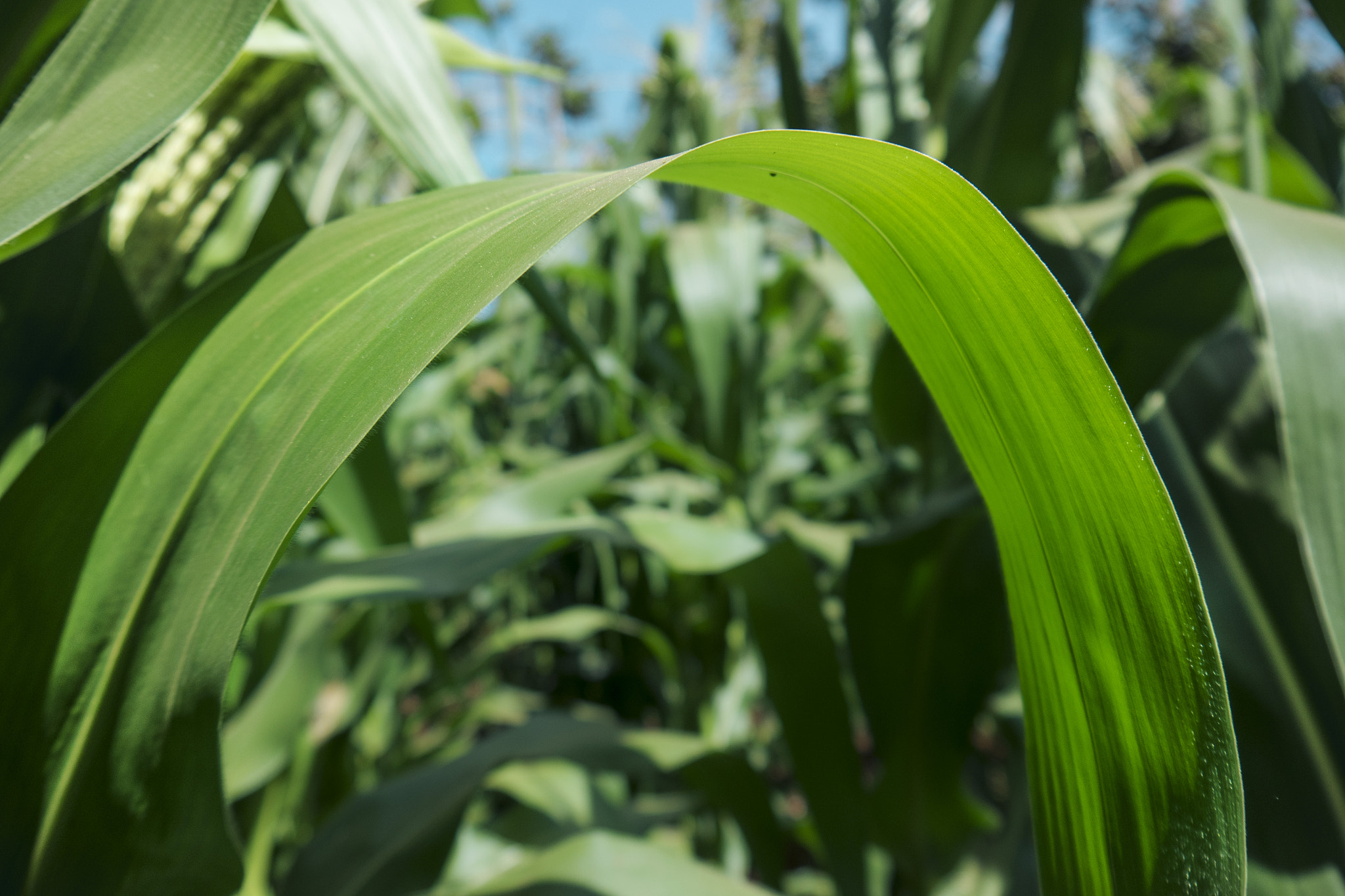Panasonic Lumix DMC-GH4 sample photo. Maize leaf photography
