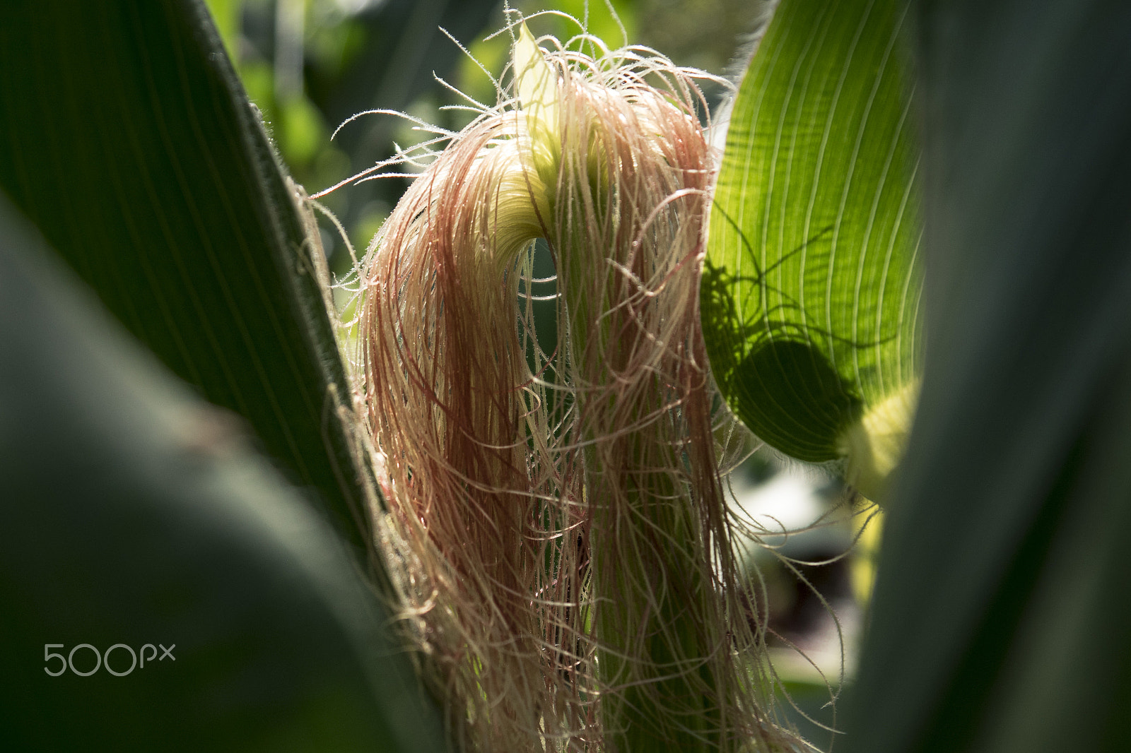 Panasonic Lumix DMC-GH4 sample photo. Young maize photography
