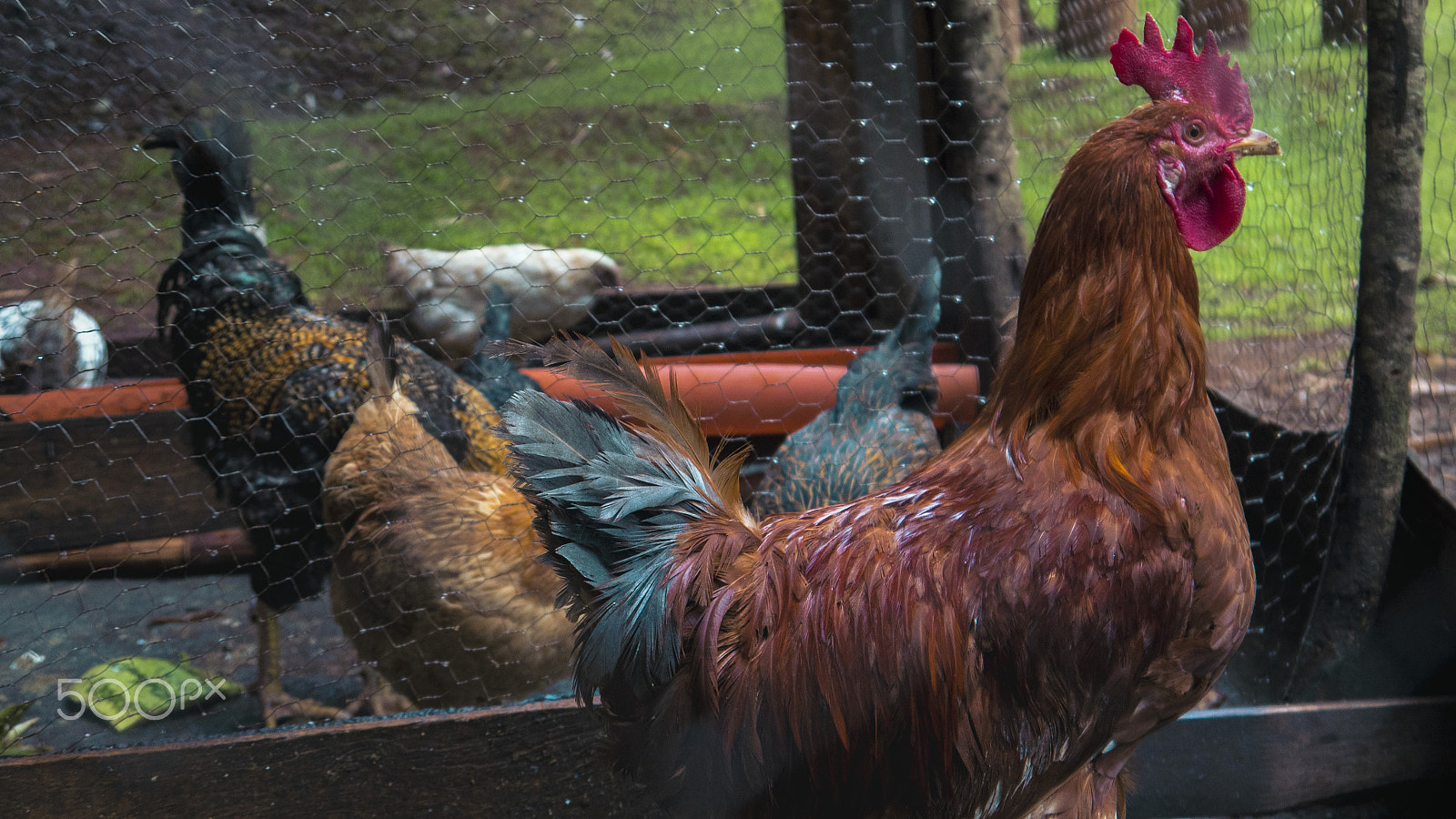 Panasonic Lumix DMC-GH4 sample photo. Rooster in pen photography