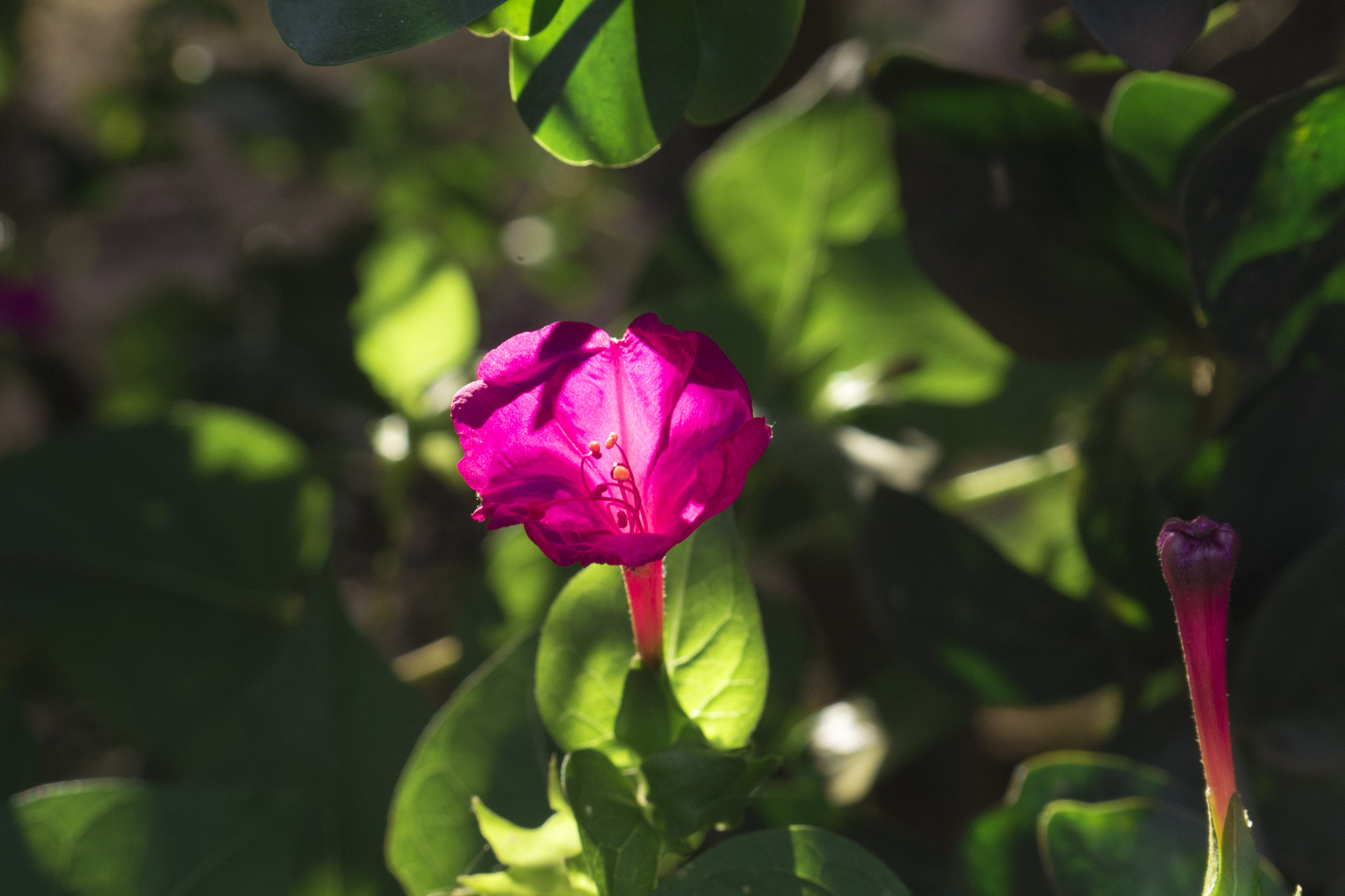 Panasonic Lumix DMC-GH4 sample photo. Purple wild flower photography
