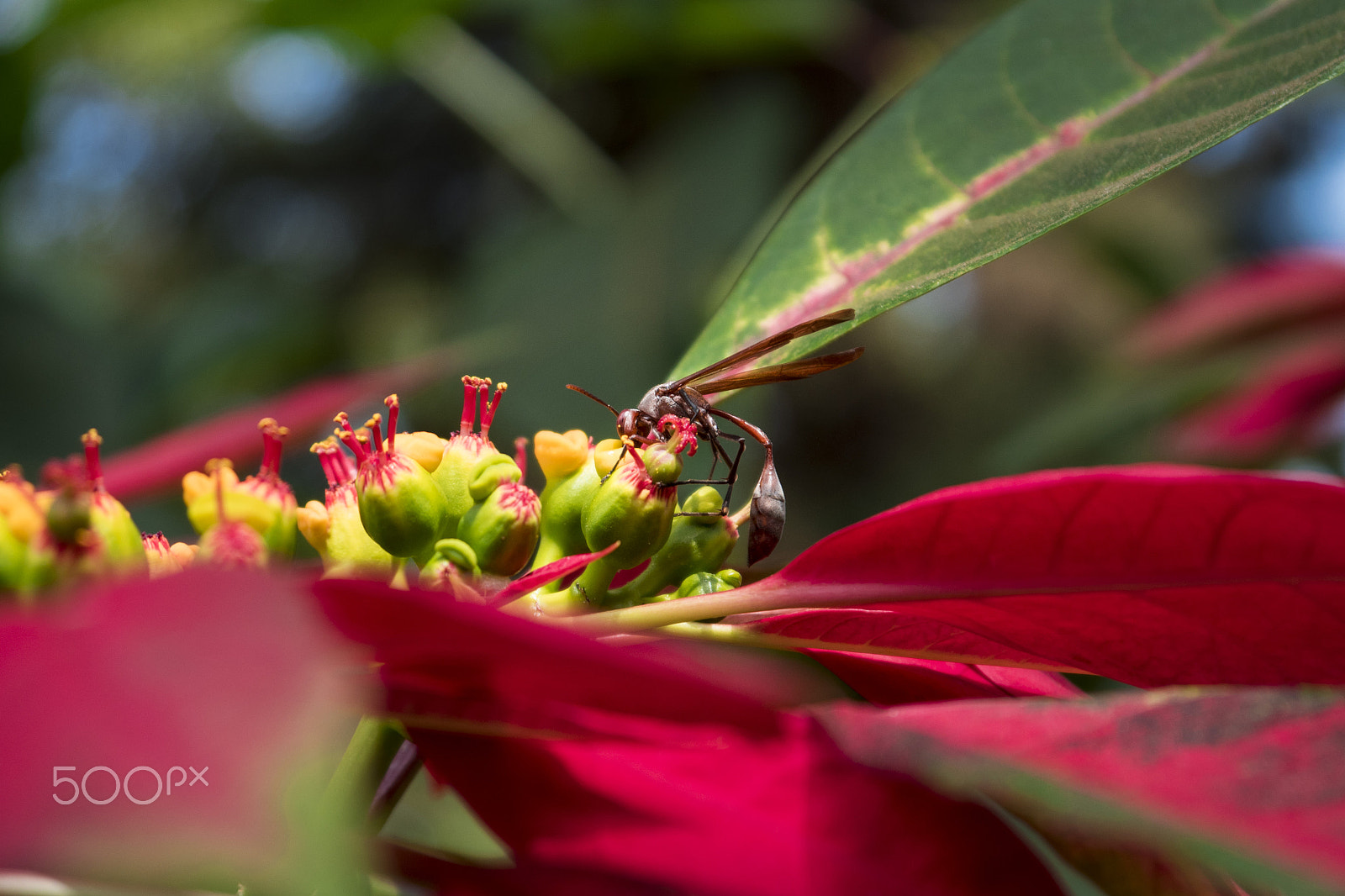 Panasonic Lumix DMC-GH4 sample photo. Wasp on a flower photography