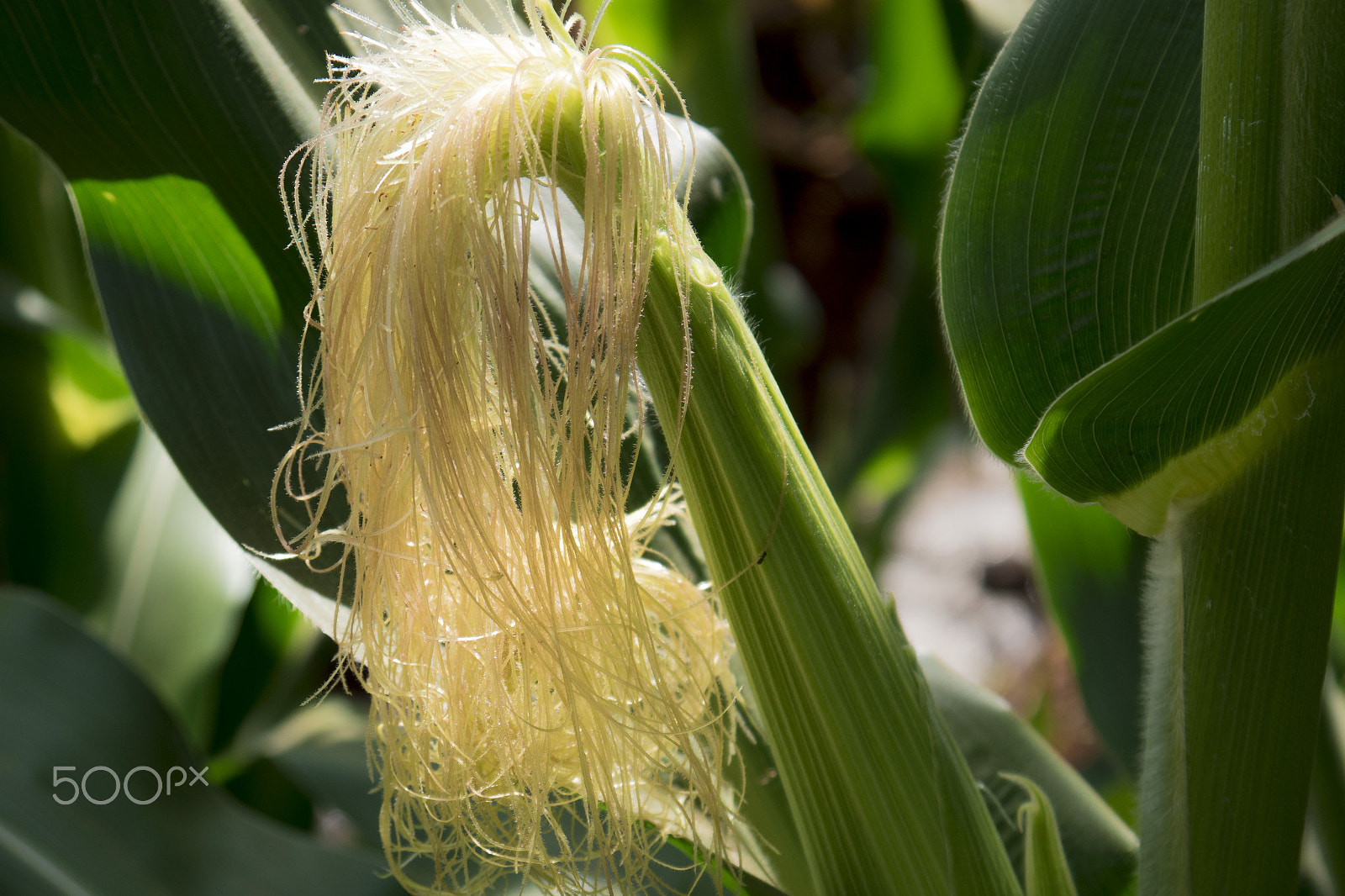 Panasonic Lumix DMC-GH4 sample photo. Young maize photography