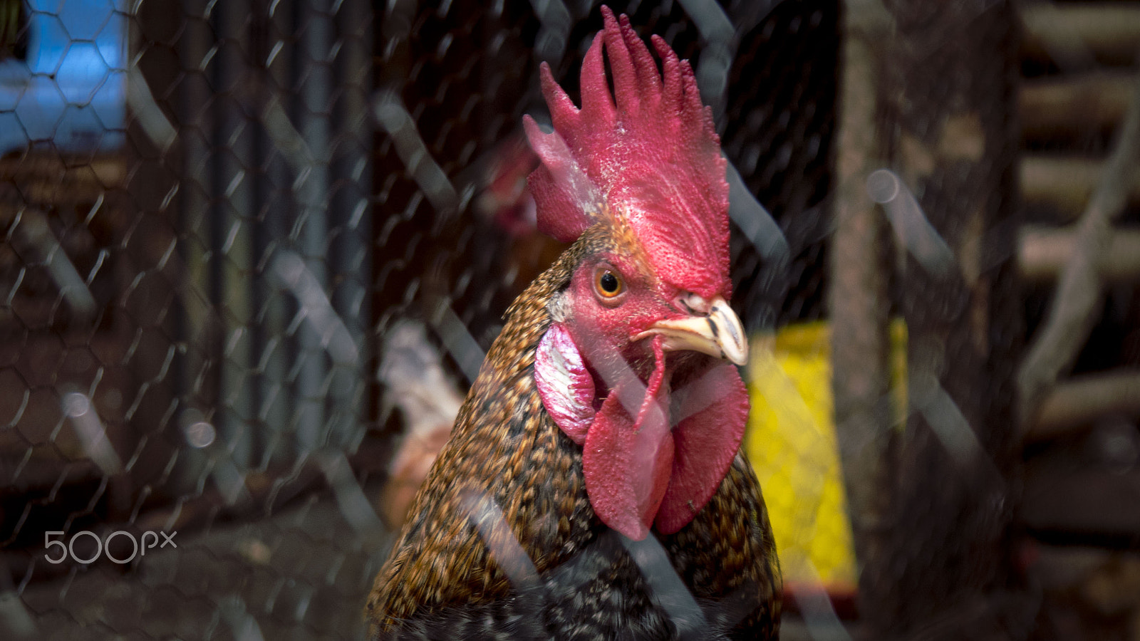 Panasonic Lumix DMC-GH4 sample photo. Rooster photography