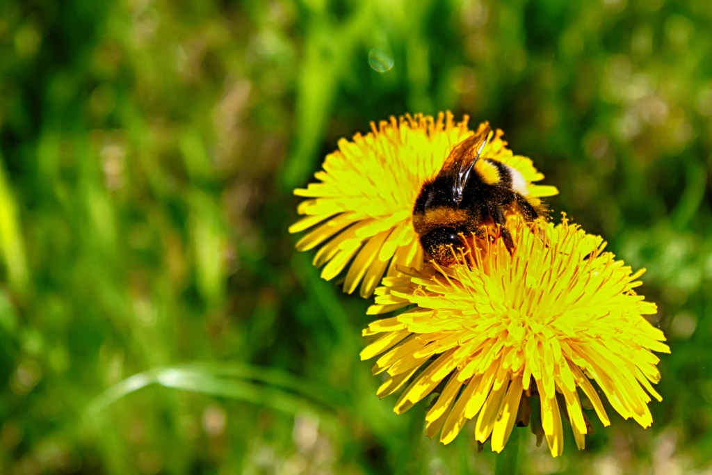 bee on dandelion, автор — Nick Patrin на 500px.com