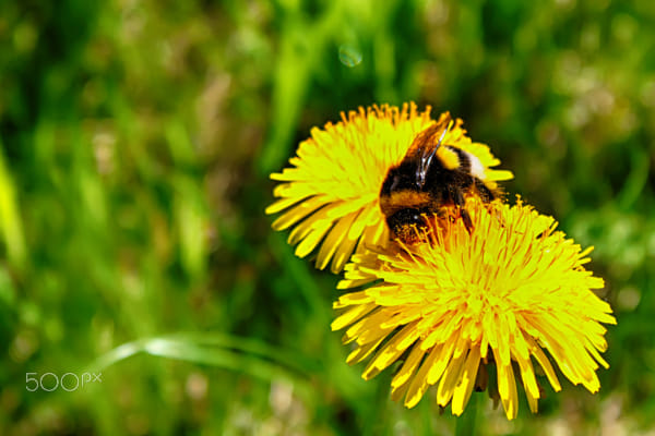 bumblebee on dandelion by Nick Patrin on 500px.com