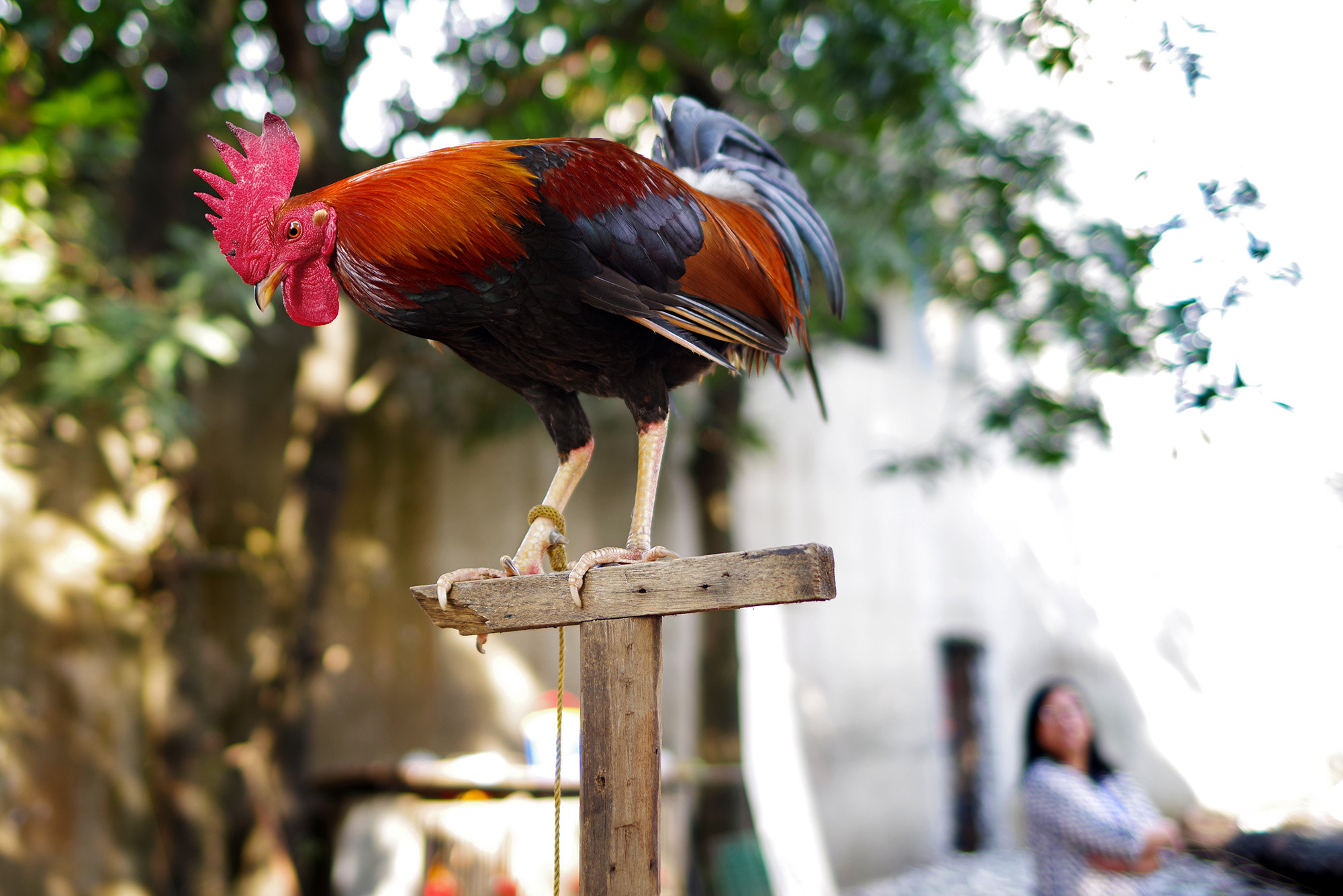 Pentax K-1 sample photo. The crower and the lady photography