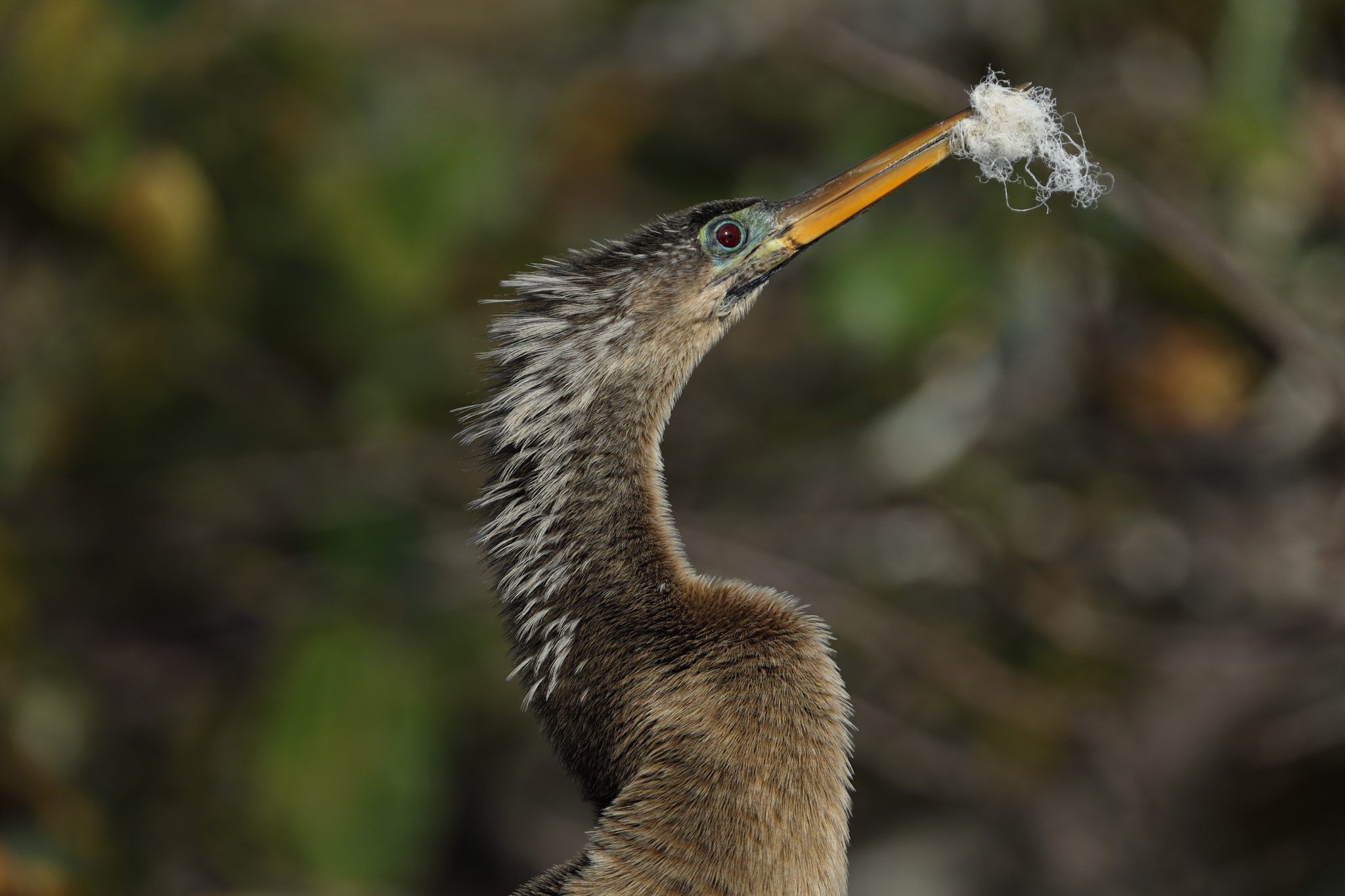 Canon EF 500mm F4L IS USM sample photo. Anhinga photography