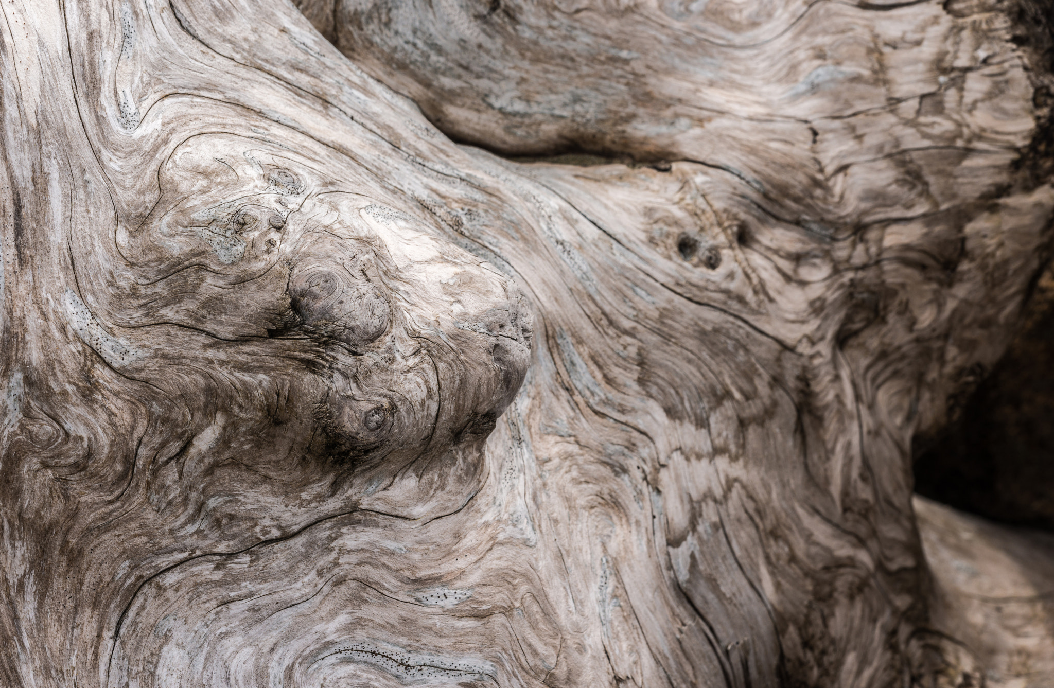 Sigma 150mm F2.8 EX DG Macro HSM sample photo. Gnarly photography