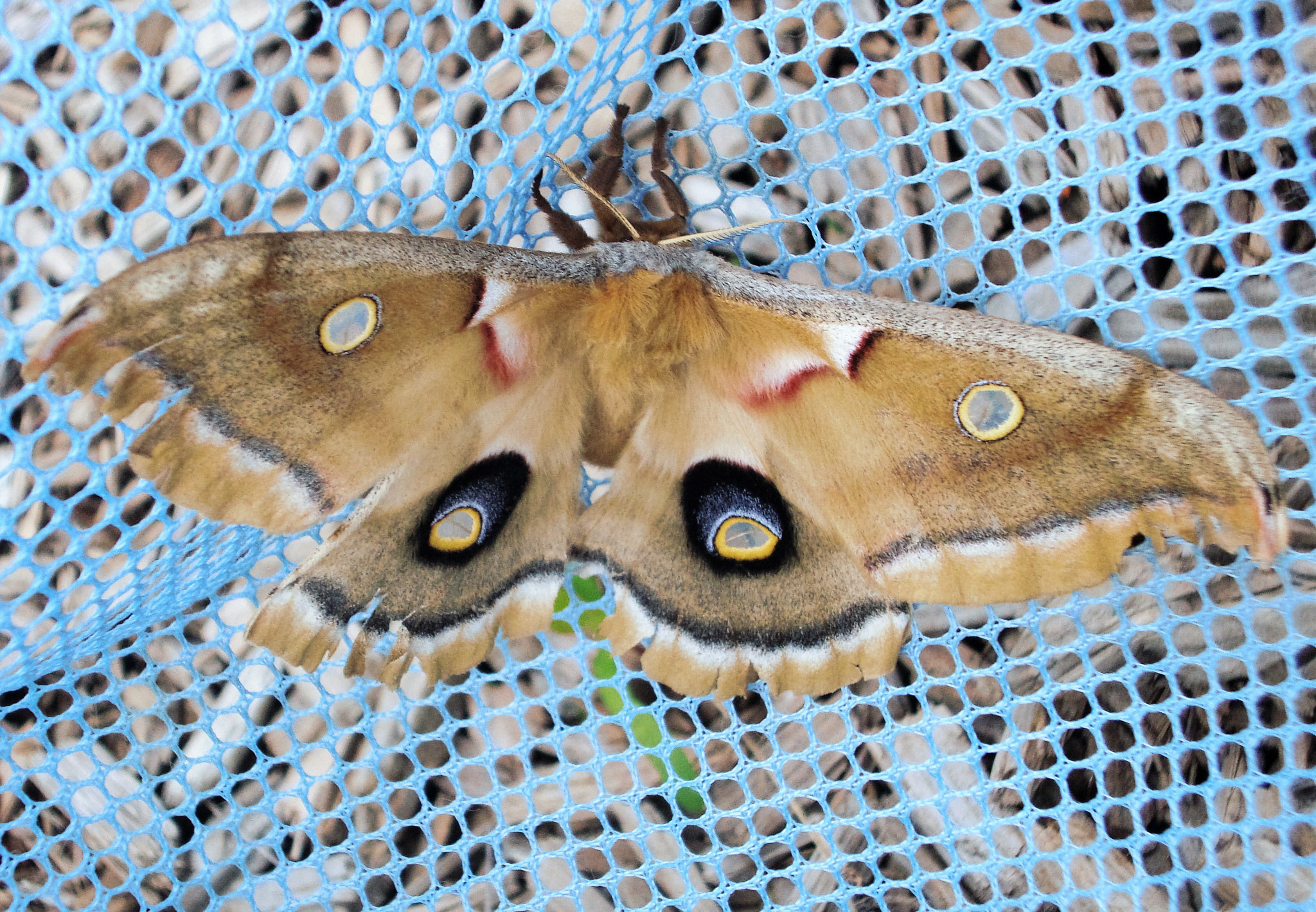 Sony DSC-W210 sample photo. Papillon photography