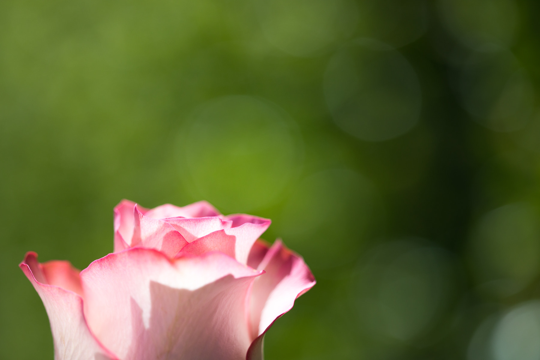 Canon EF 100mm F2.8 Macro USM sample photo. Warm day photography