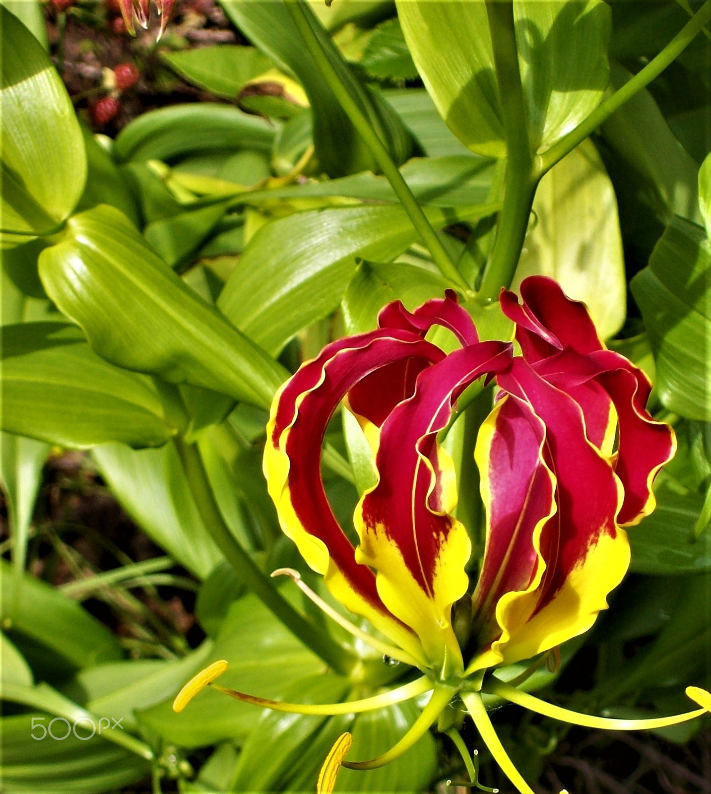 Kodak EASYSHARE C613 ZOOM DIGITAL CAMERA sample photo. Gloriosa lilies photography