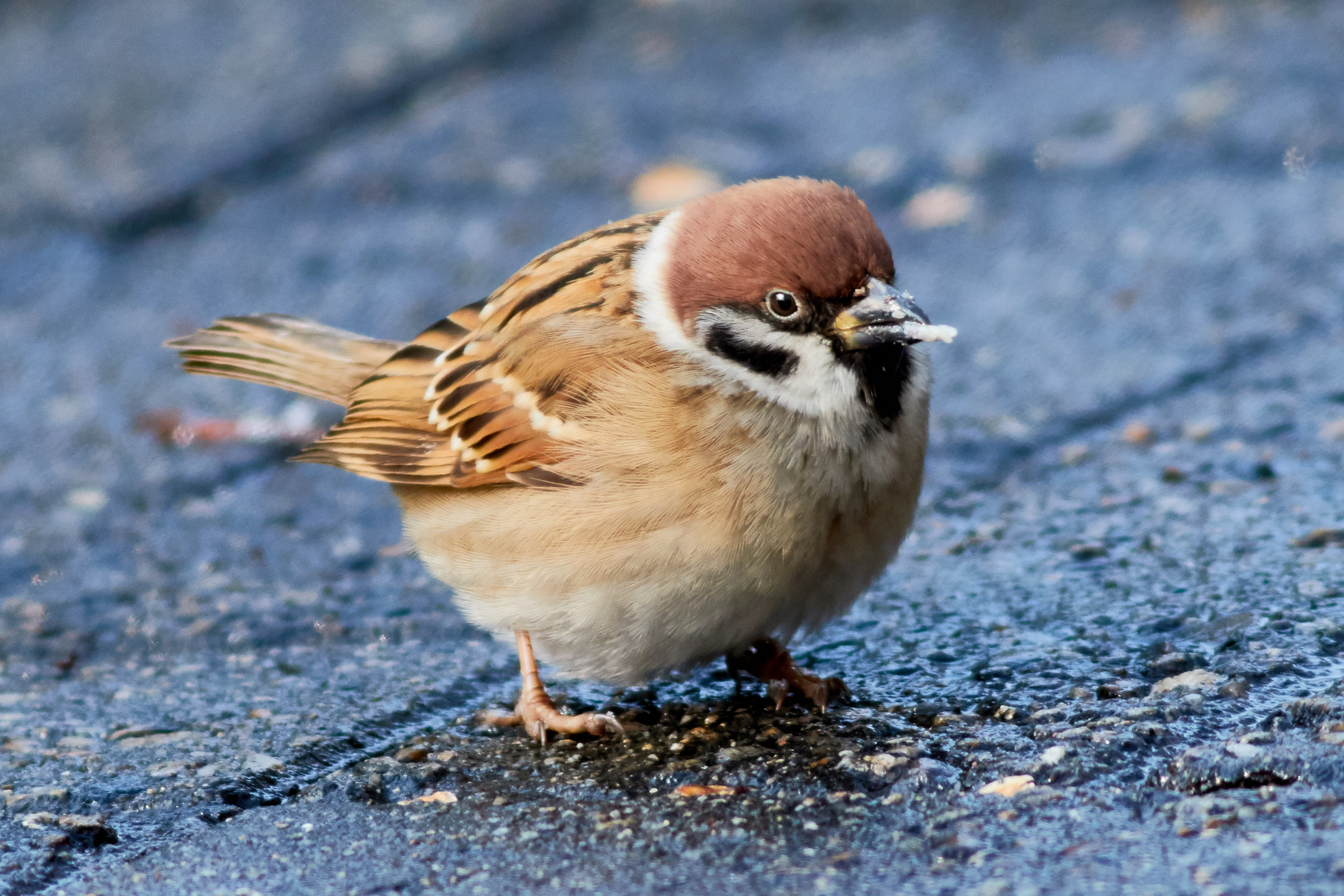 Canon EF 400mm F5.6L USM sample photo. Tree sparrow photography