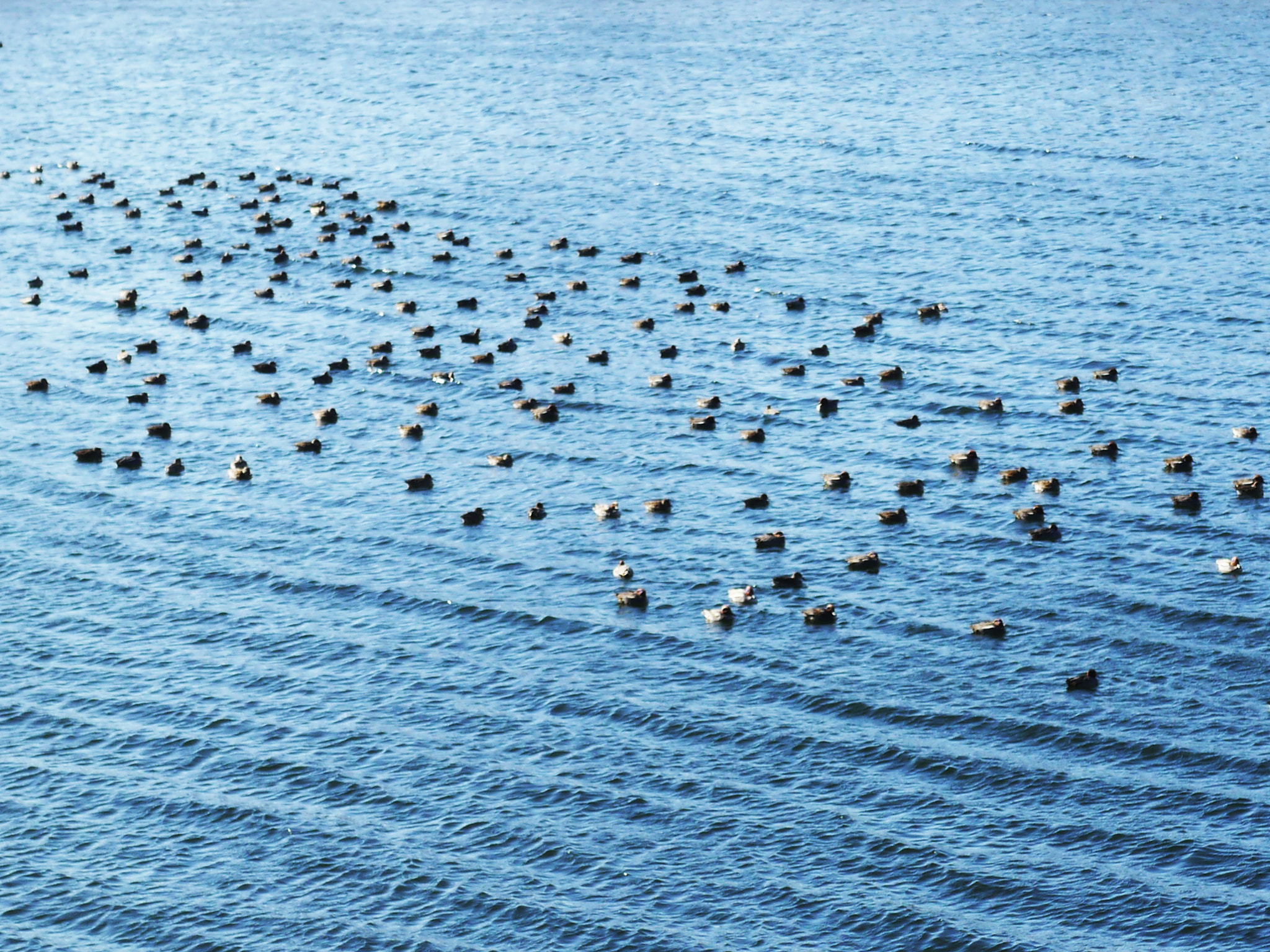 Panasonic Leica DG Summilux 25mm F1.4 II ASPH sample photo. Many birds photography