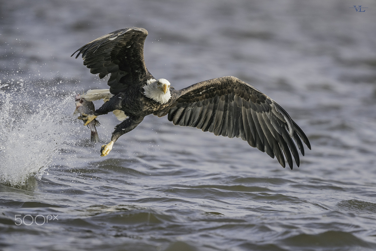 Canon EF 600mm F4L IS II USM sample photo. Got it photography