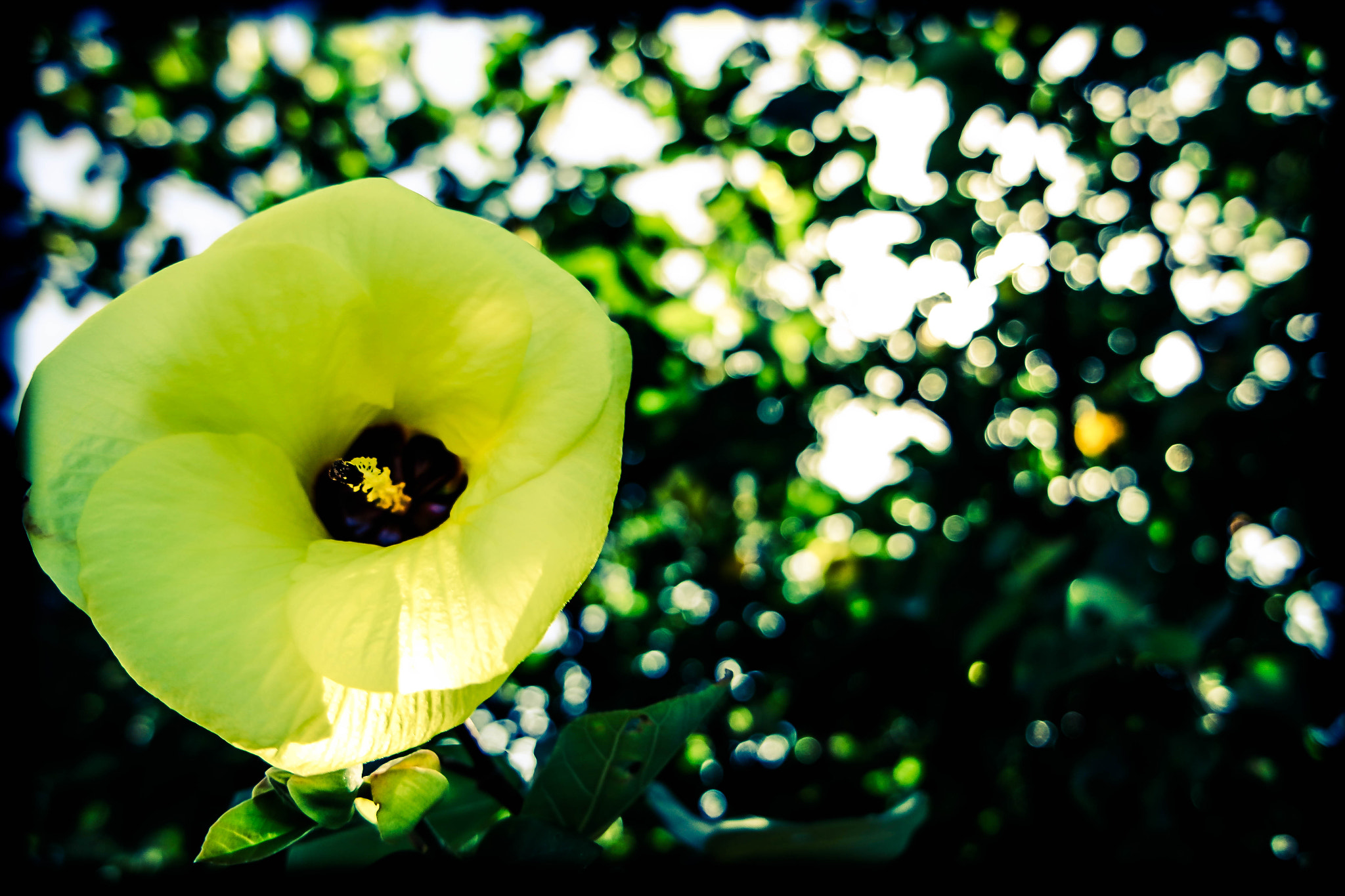 Samsung NX 16-50mm F3.5-5.6 Power Zoom ED OIS sample photo. Yellow photography