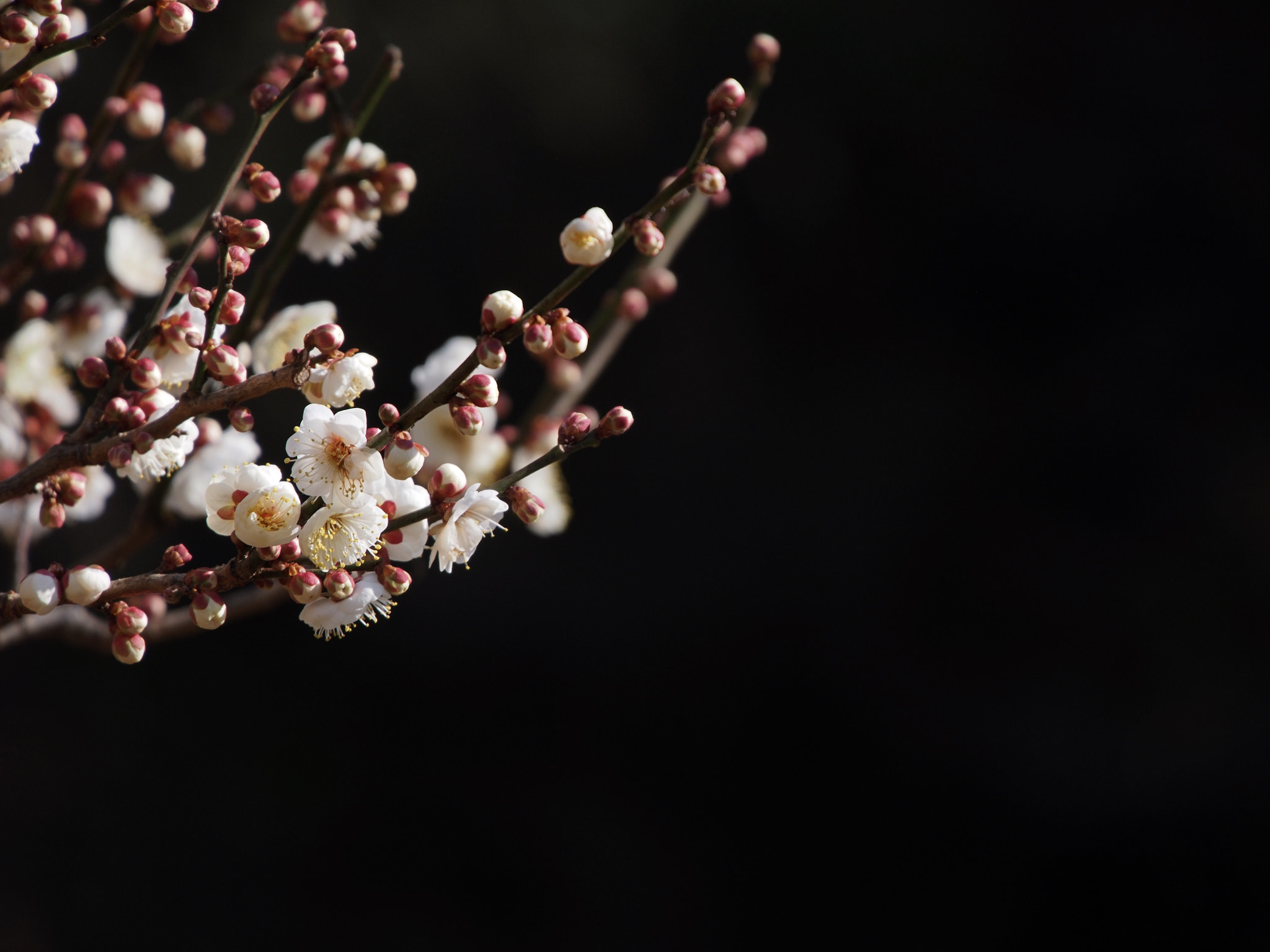 Olympus PEN E-PM2 sample photo. While beauty photography