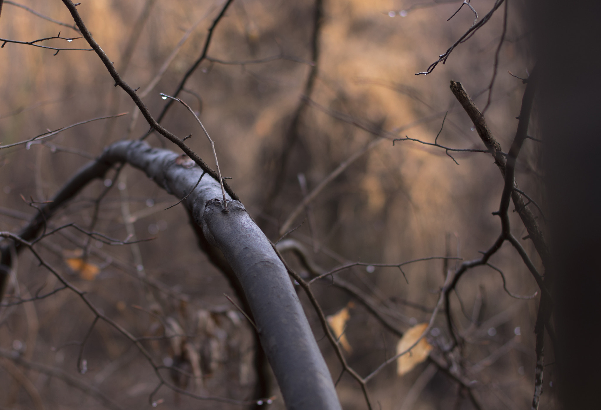 Pentax smc DA* 55mm F1.4 SDM sample photo. In the woods photography