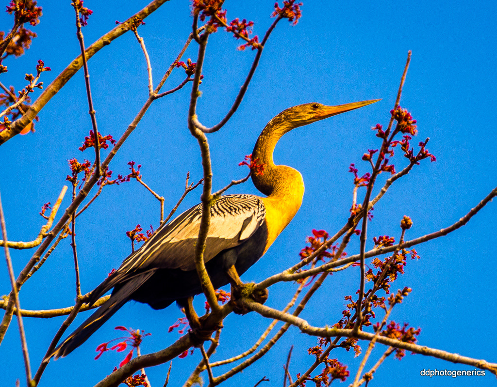 Olympus Zuiko Digital ED 70-300mm F4.0-5.6 sample photo. Anhinga in flight deck... photography