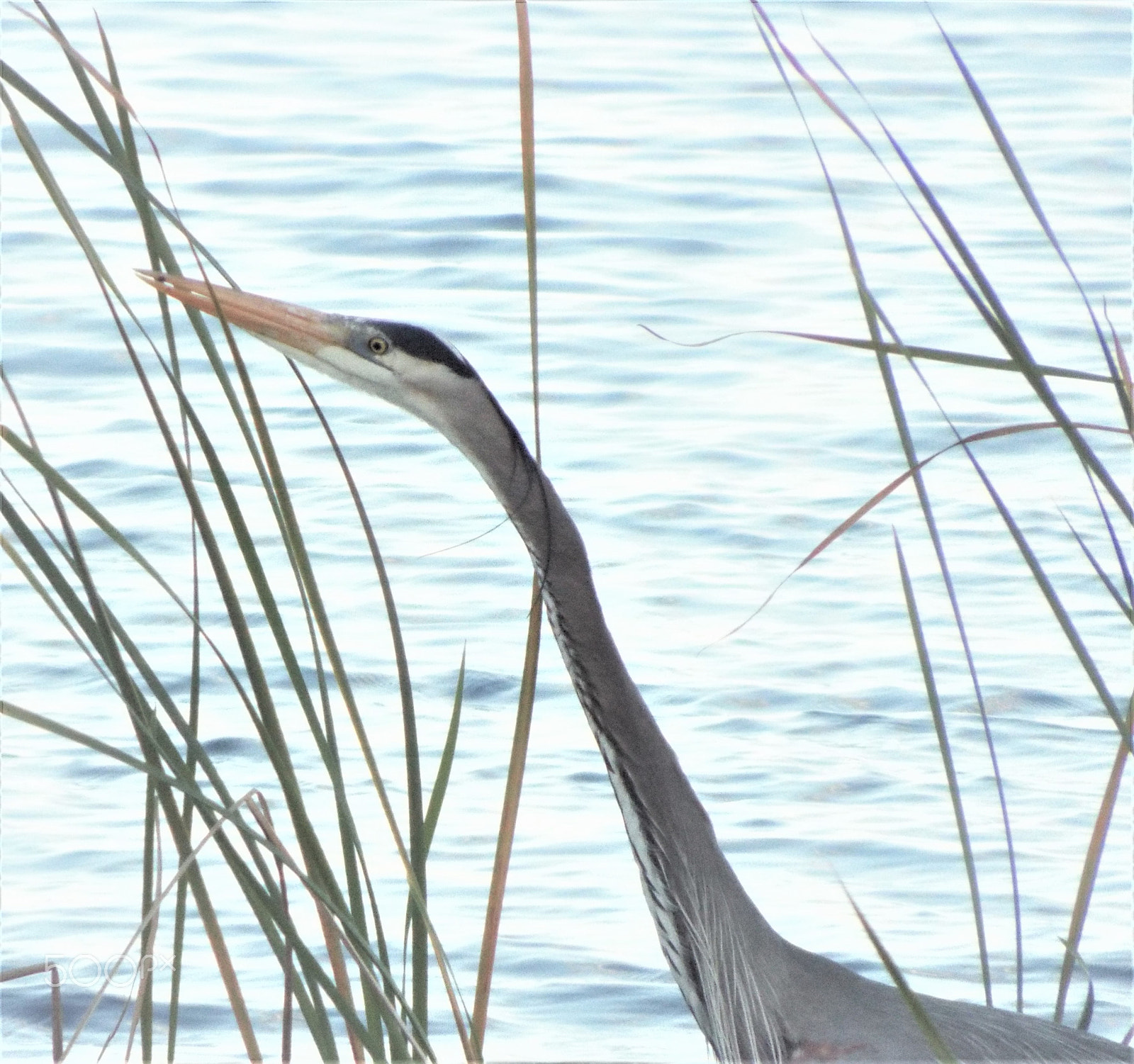 Fujifilm FinePix S9400W sample photo. Long neck photography