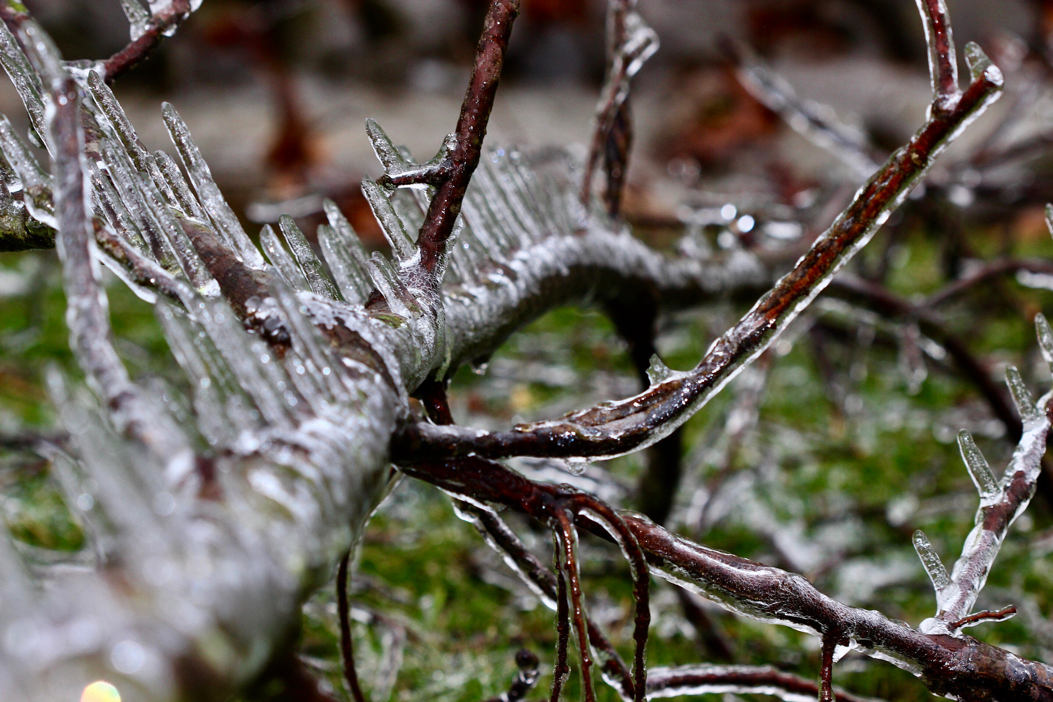 Canon EOS 600D (Rebel EOS T3i / EOS Kiss X5) + Canon EF 100mm F2.8 Macro USM sample photo. Fallen down tree with icicles on it, makes a beautiful shot. photography