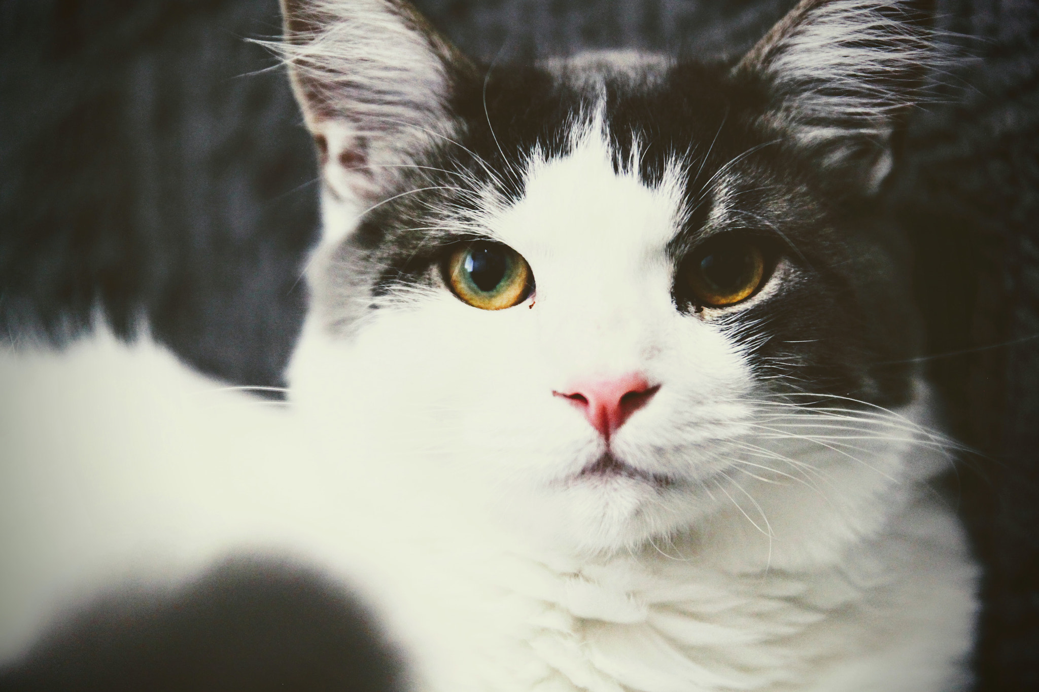 Canon EOS 500D (EOS Rebel T1i / EOS Kiss X3) sample photo. Cat face photography
