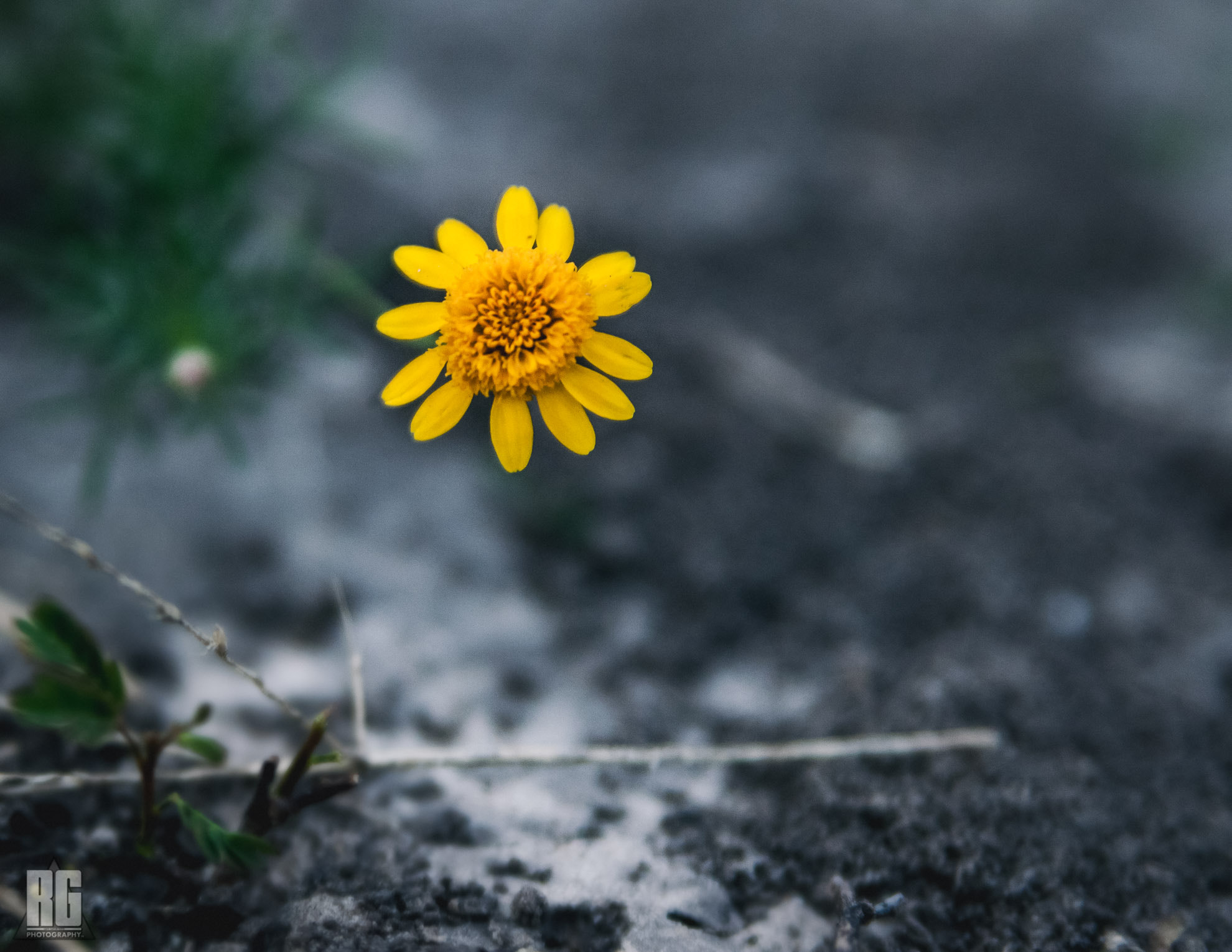 Nikon D3200 sample photo. One little flower photography