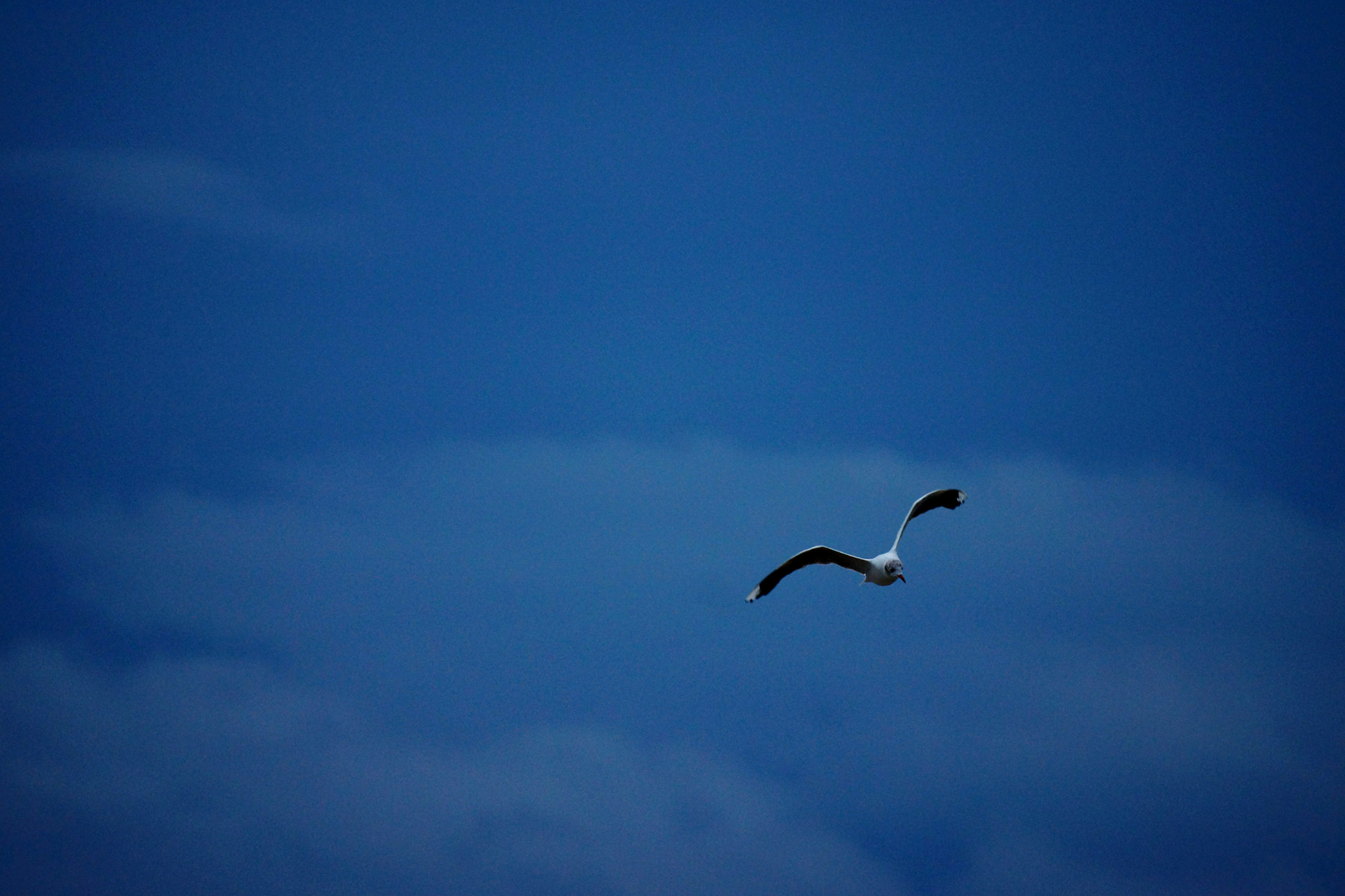 Sony SLT-A65 (SLT-A65V) sample photo. Seagull photography